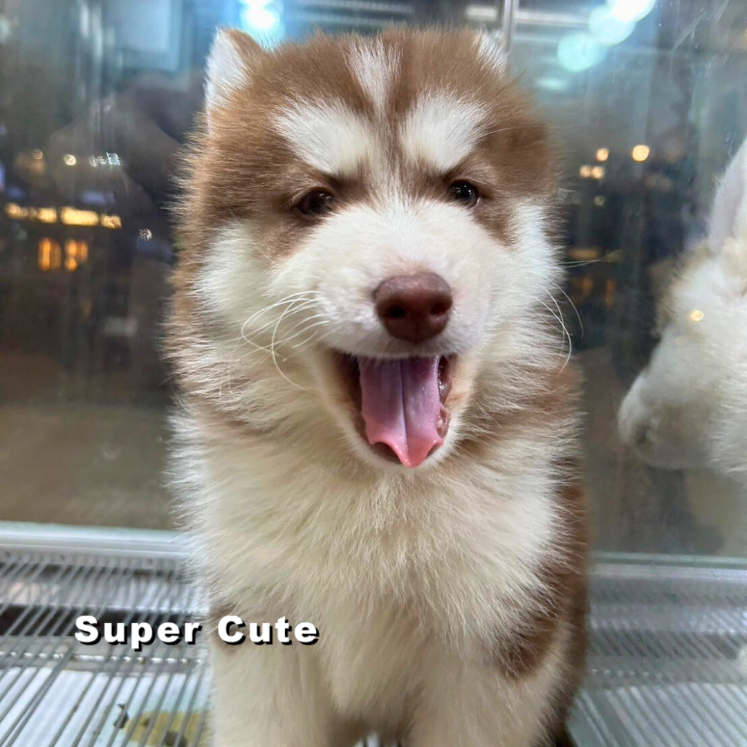 超可愛名犬社／哈士奇