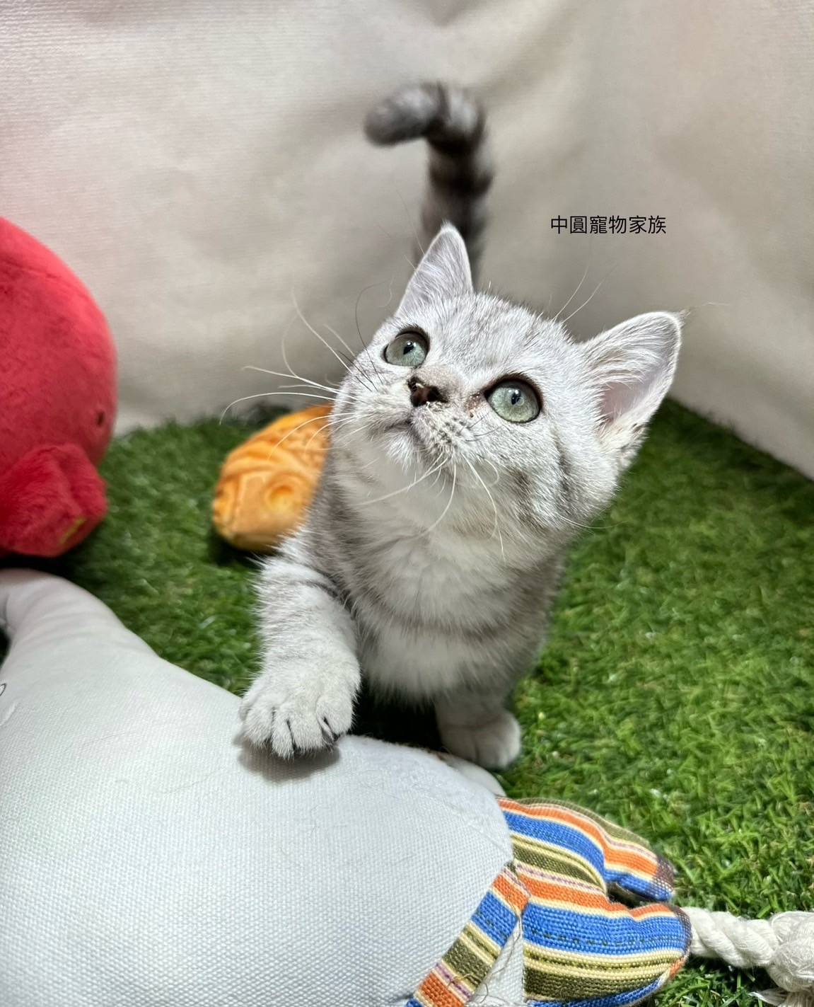 中圓寵物家族／銀白虎斑曼赤肯