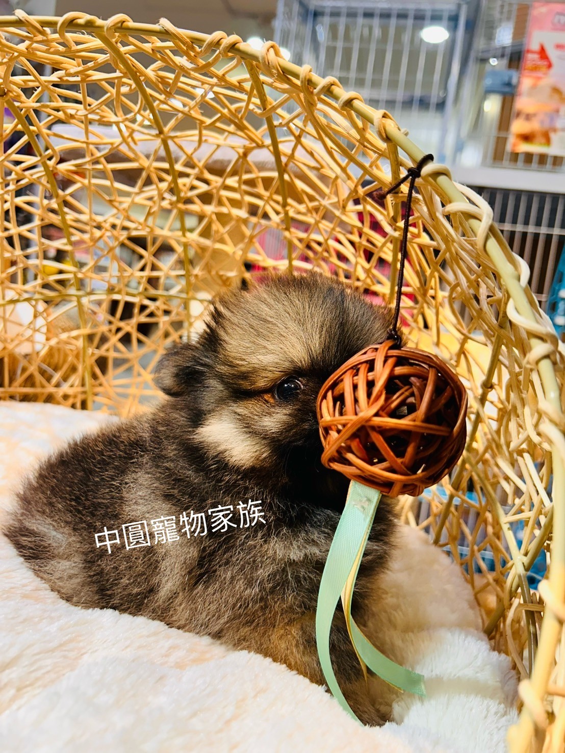 中圓寵物家族／紅棕色博美犬