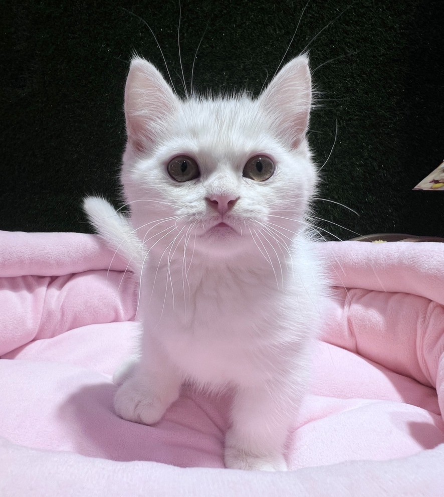 中圓寵物家族／白色曼赤肯