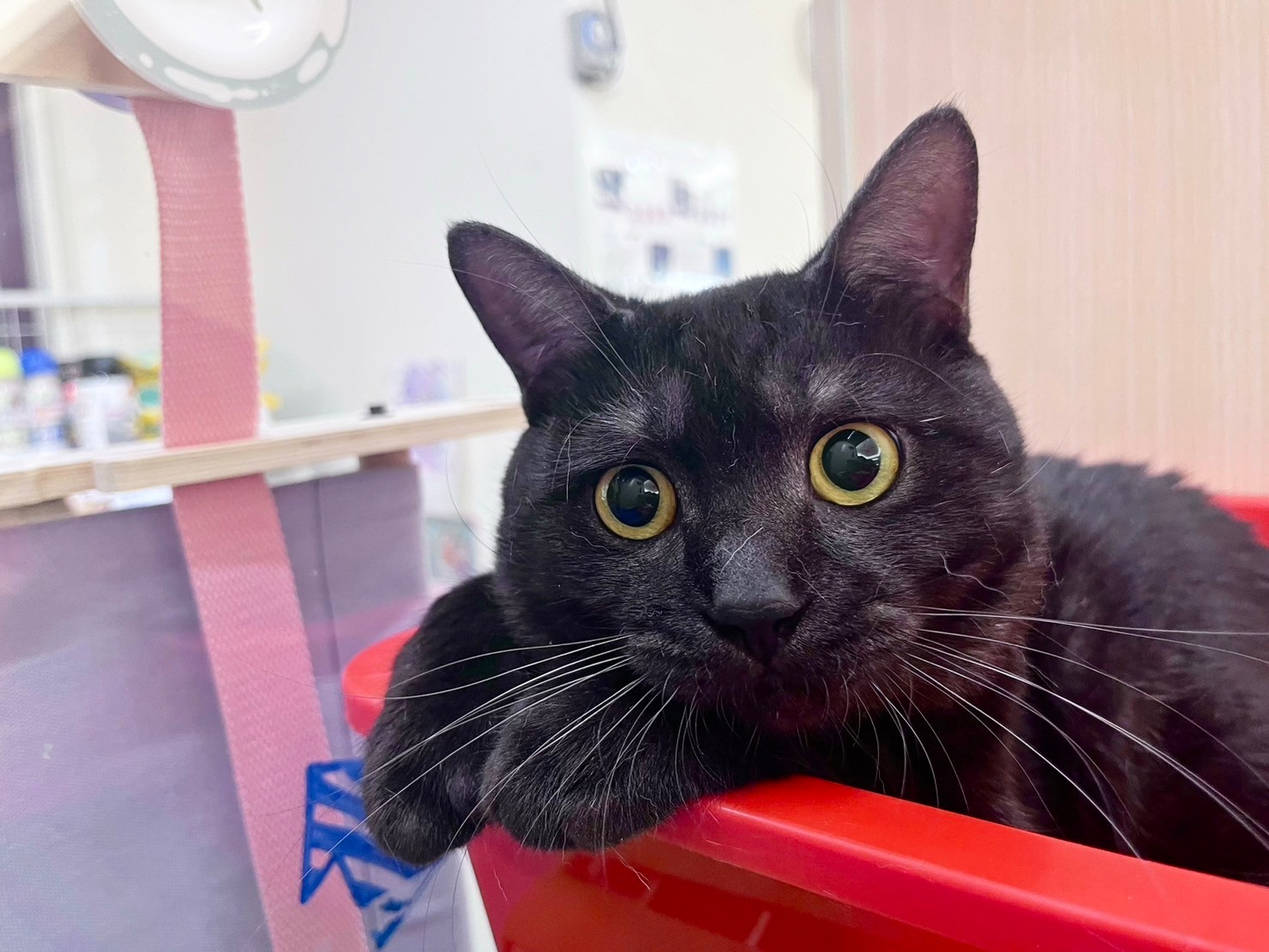 中圓寵物家族／煙燻色美國短毛貓