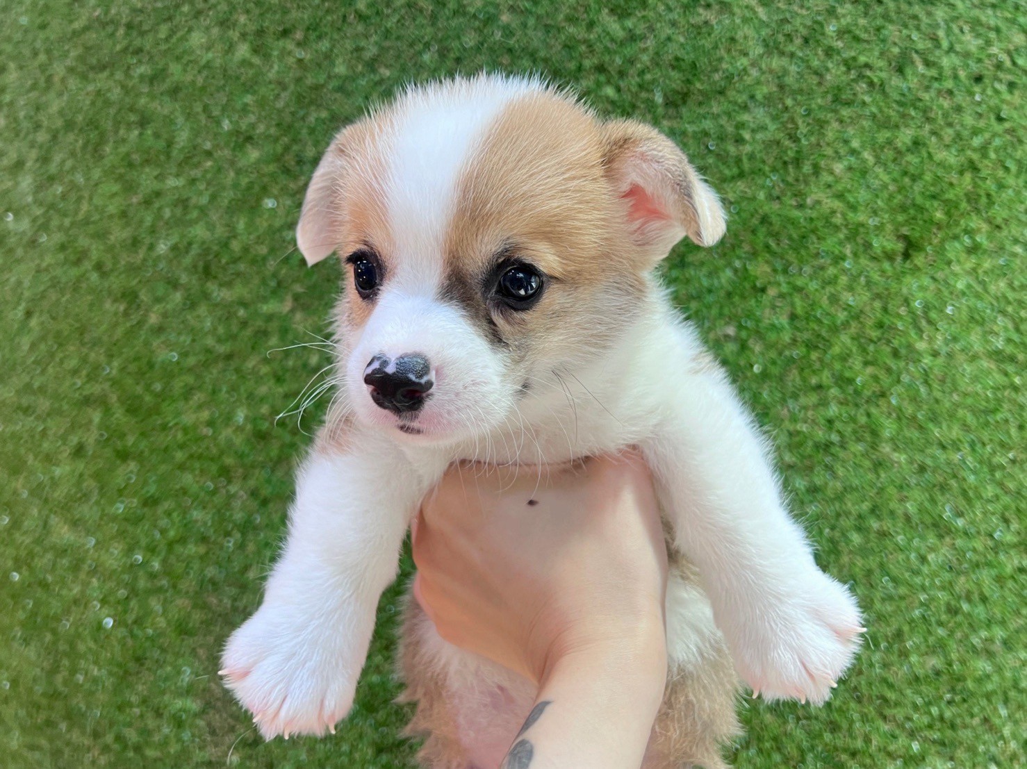 中圓寵物家族／黃白色柯基犬