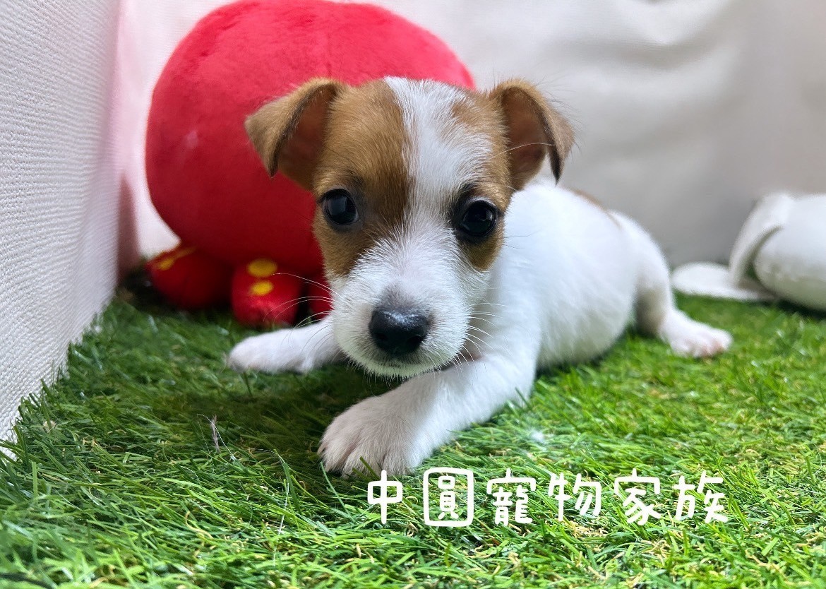 中圓寵物家族／黃白傑克羅素梗