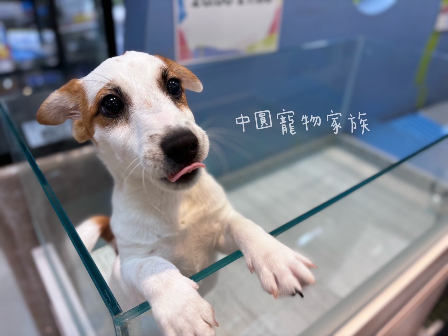 中圓寵物家族／黃白傑克羅素梗