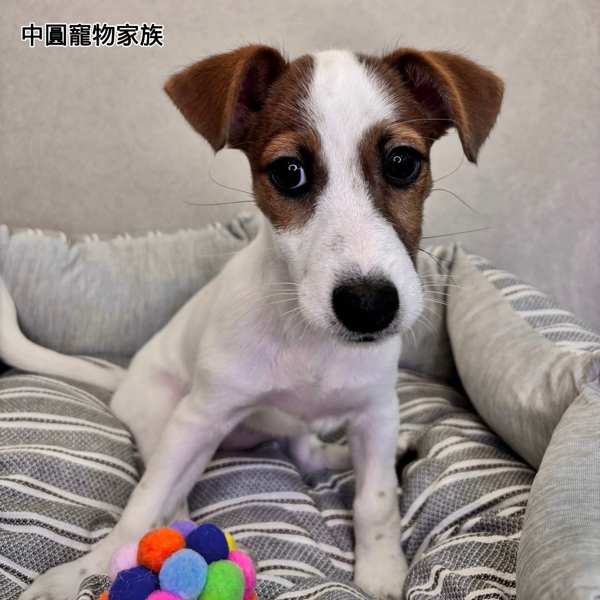 中圓寵物家族／黃白傑克羅素梗
