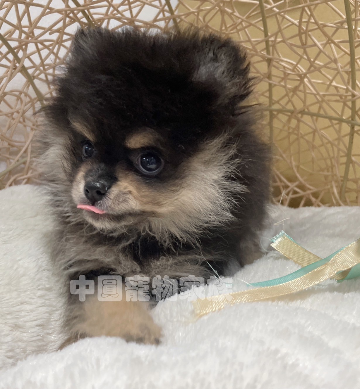 中圓寵物家族／黑四目博美犬