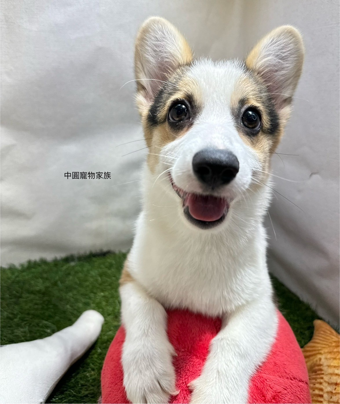 中圓寵物家族／三色柯基犬