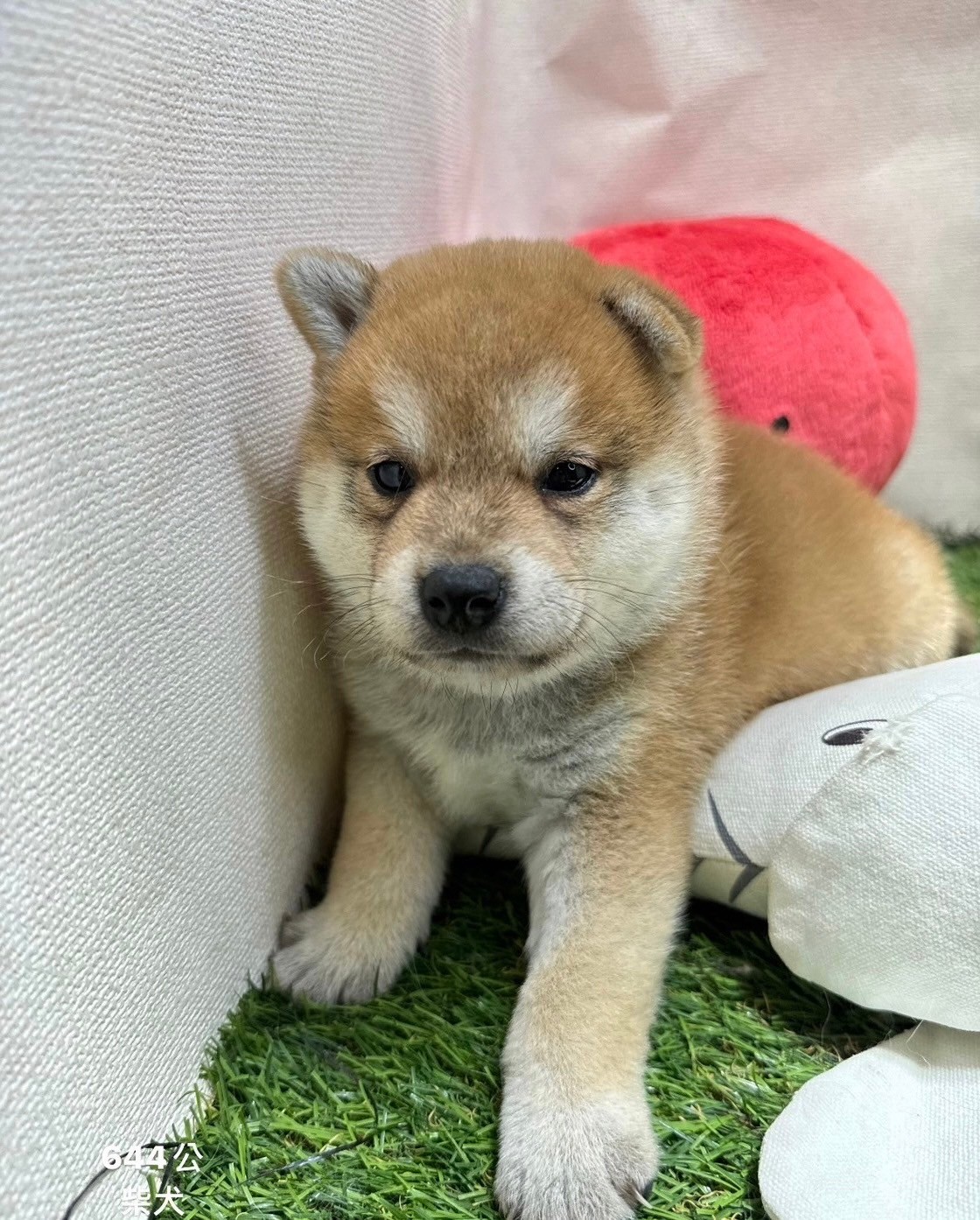 中圓寵物家族／柴犬