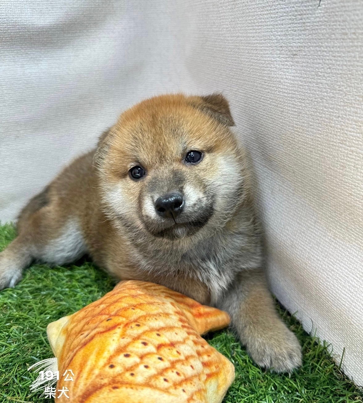 中圓寵物家族／柴犬