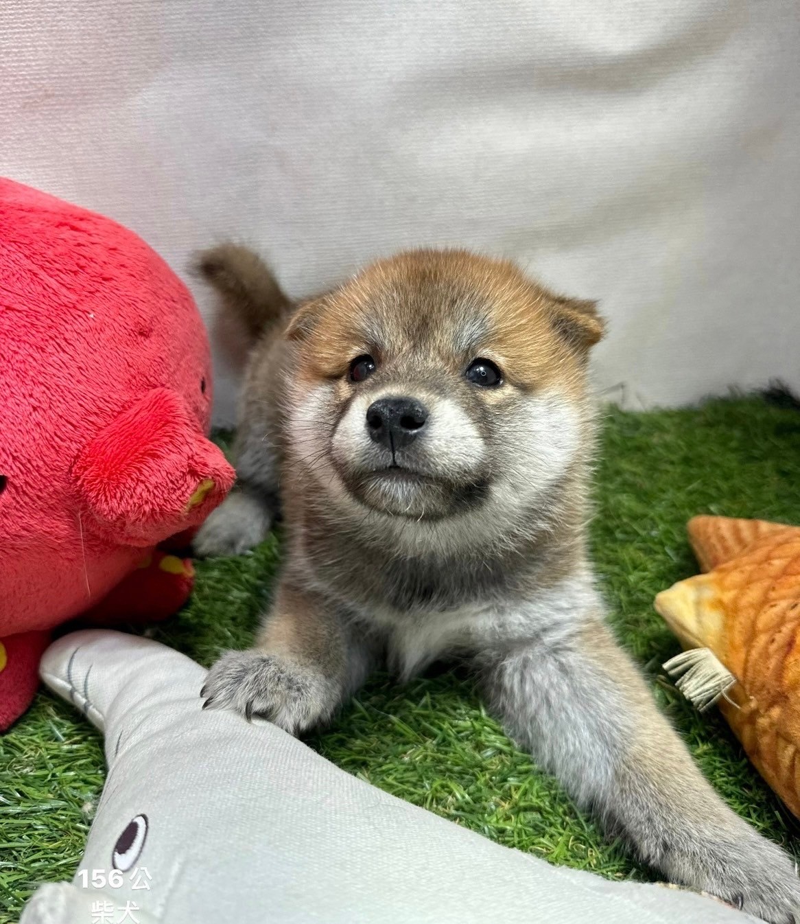 中圓寵物家族／柴犬