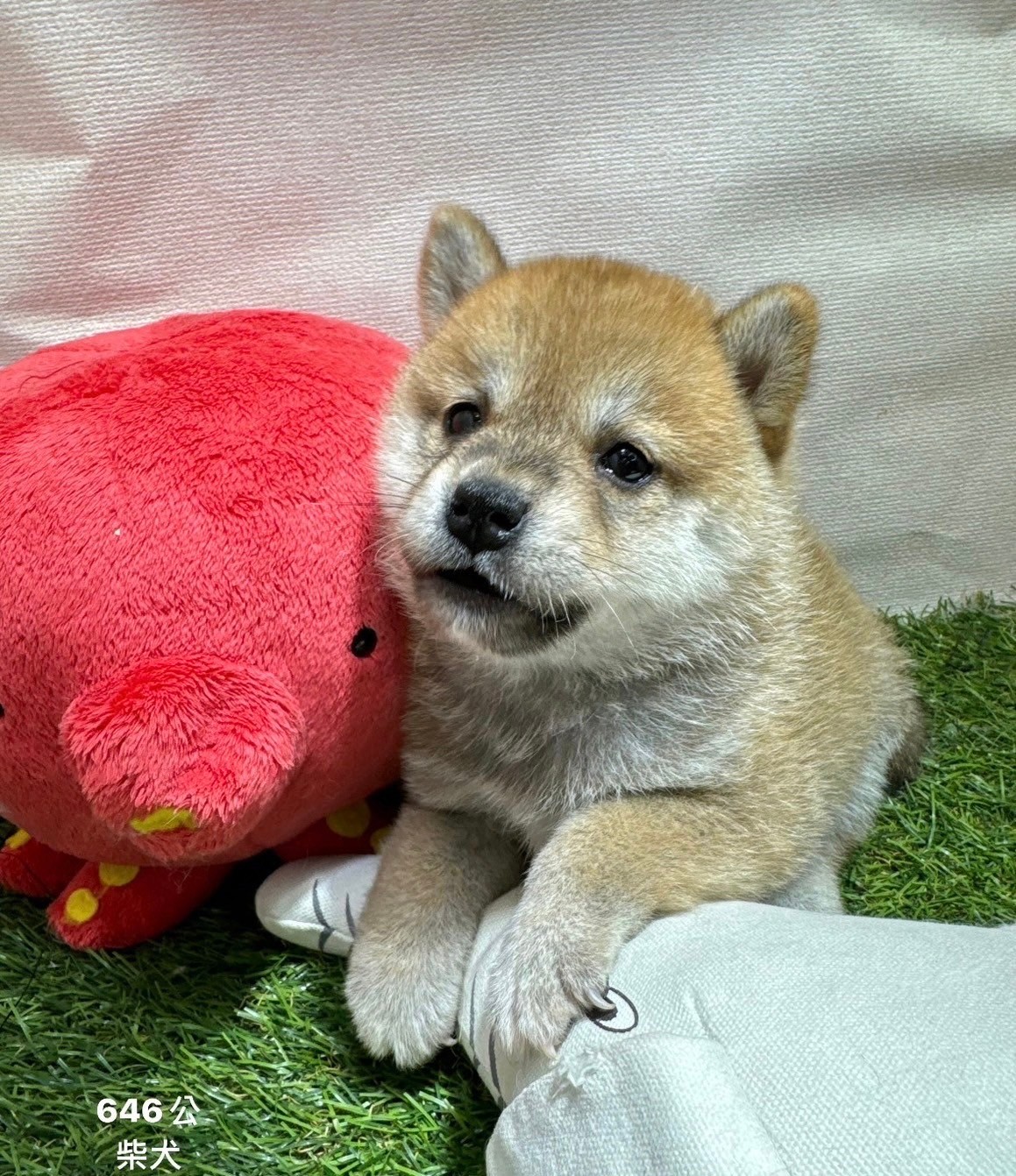 中圓寵物家族／柴犬