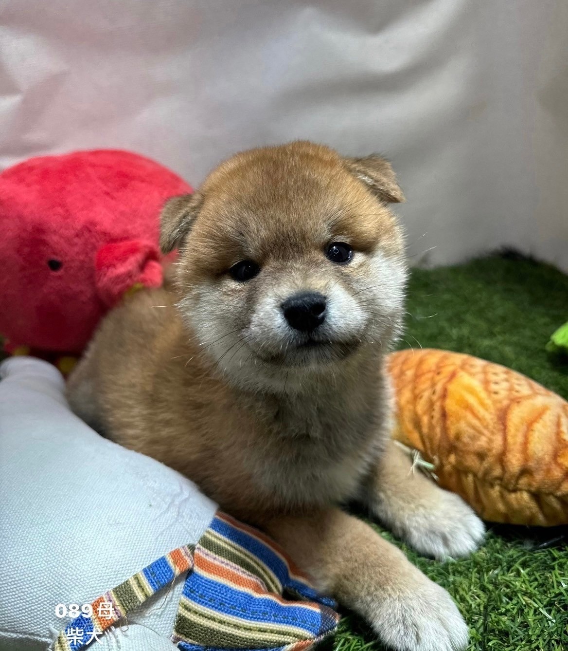 中圓寵物家族／柴犬