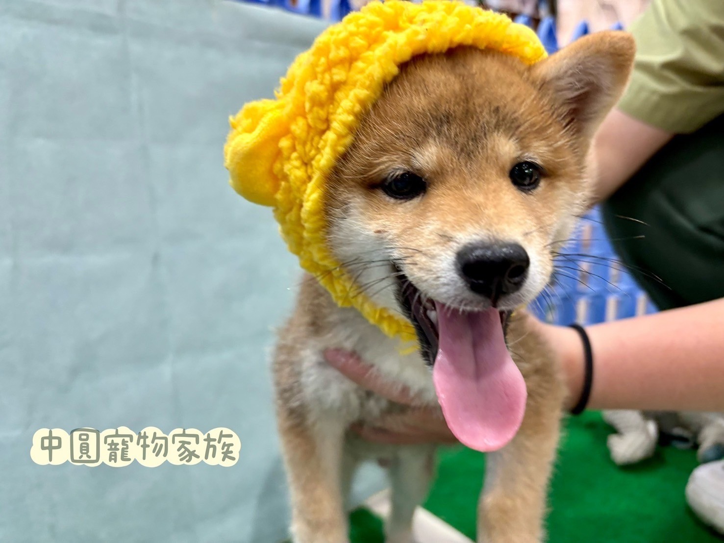 中圓寵物家族／赤色豆柴犬