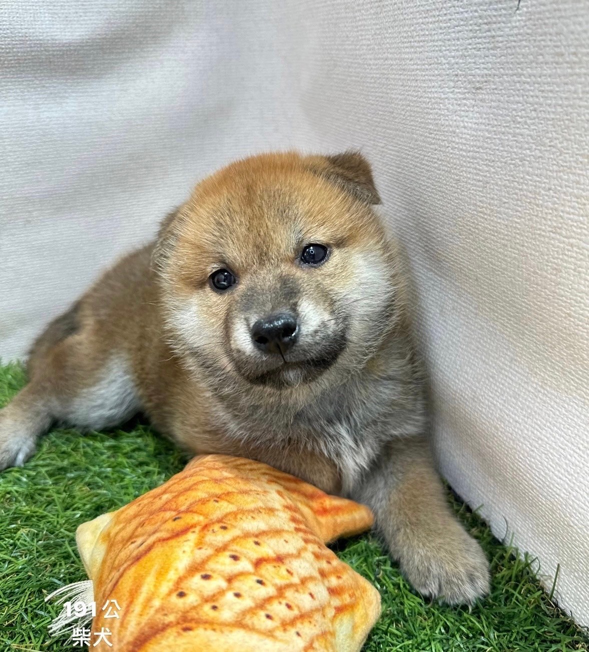 中圓寵物家族／赤色柴犬