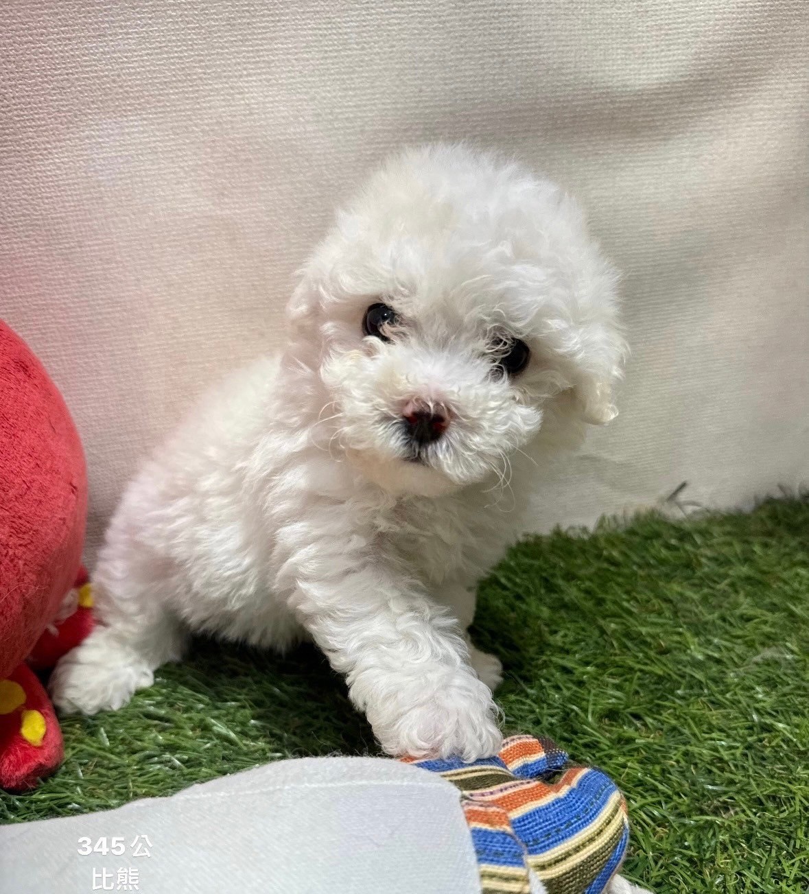 中圓寵物家族／比熊犬