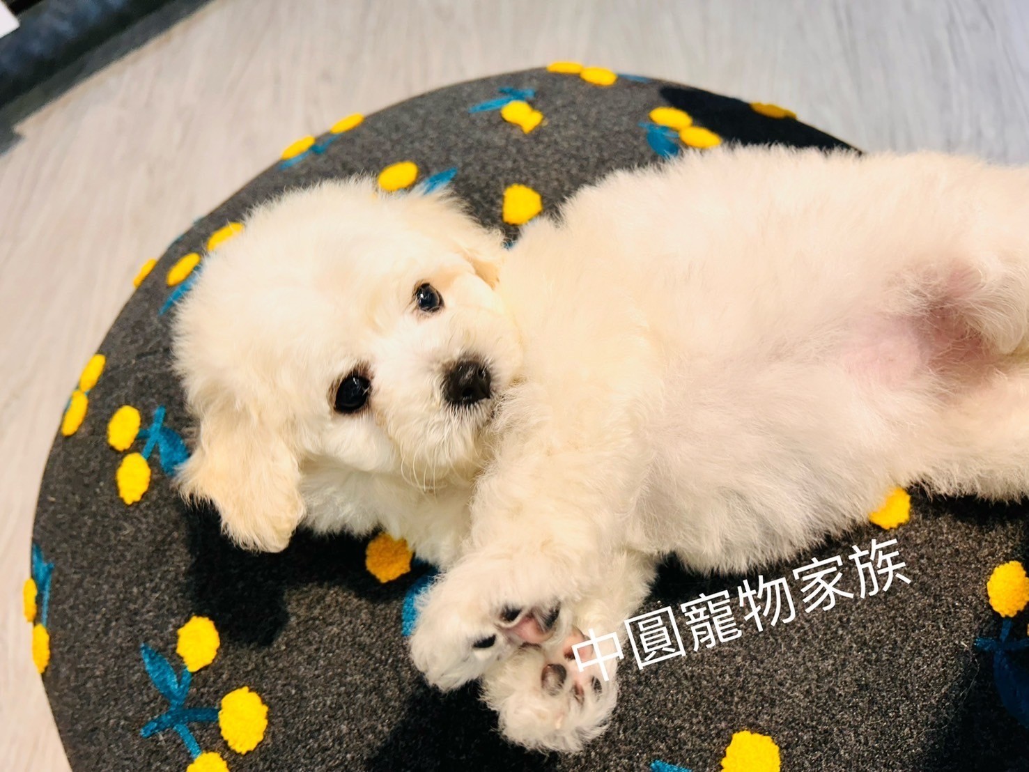 中圓寵物家族／比熊犬