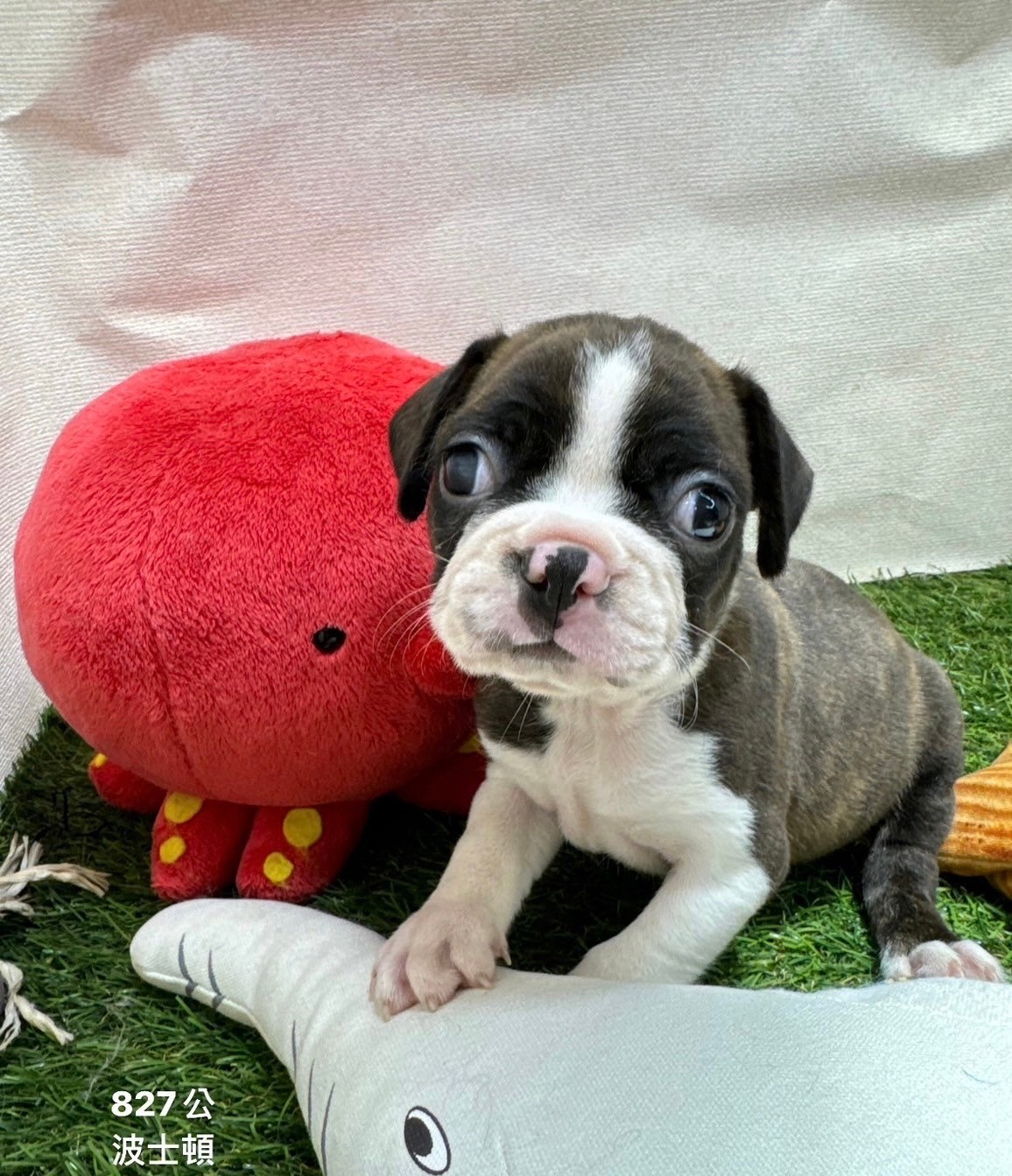 中圓寵物家族／波士頓