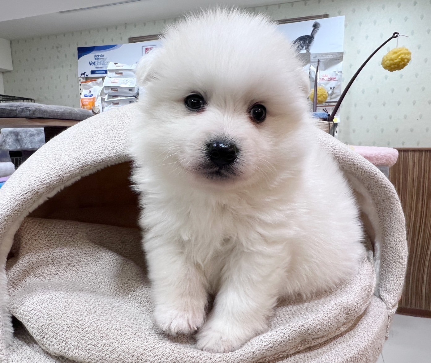 中圓寵物家族／白色狐狸犬