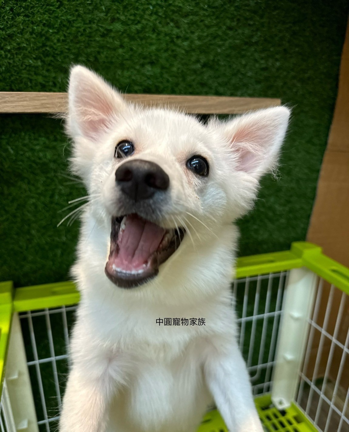 中圓寵物家族／白色狐狸犬