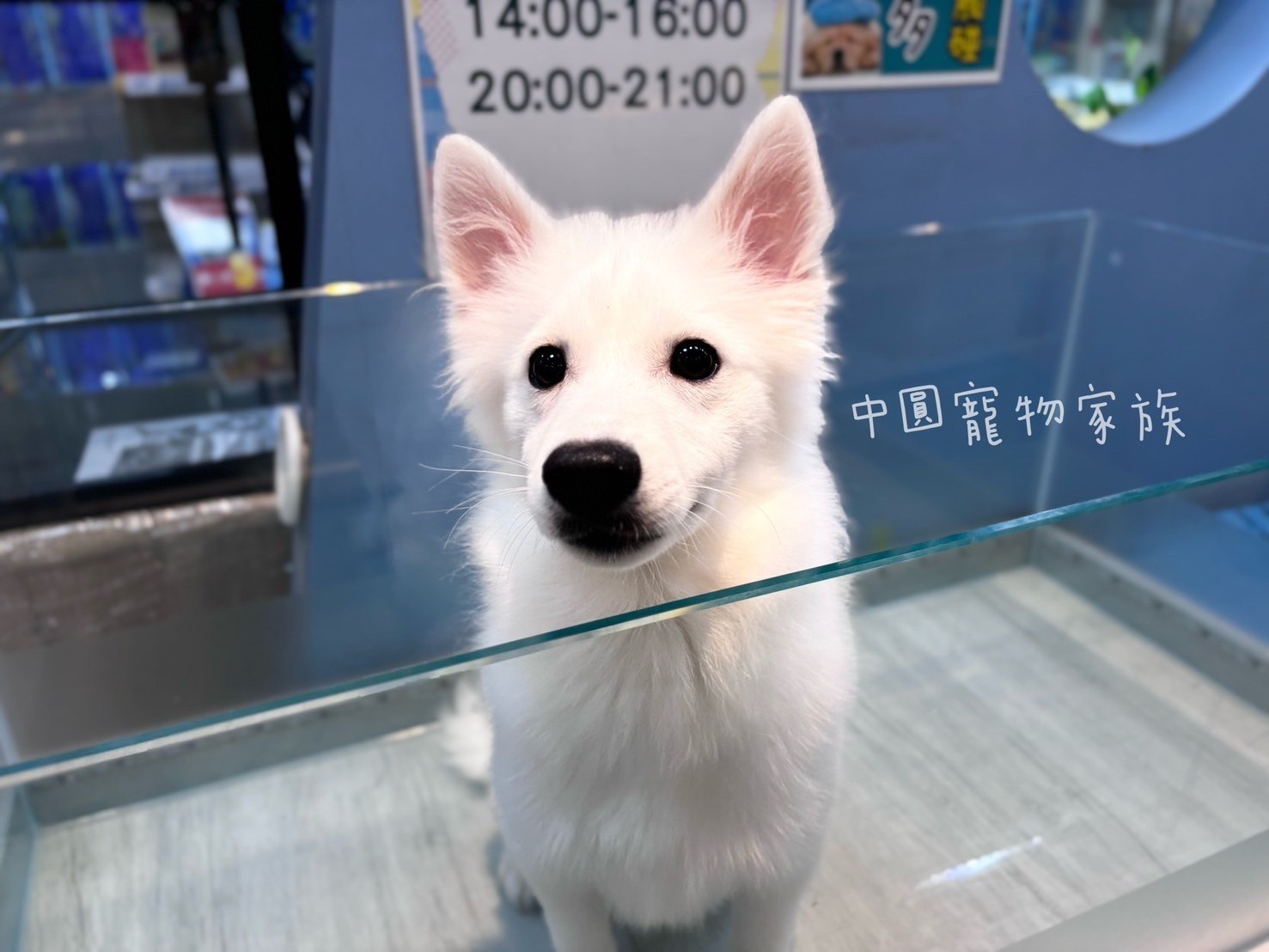 中圓寵物家族／白色狐狸犬