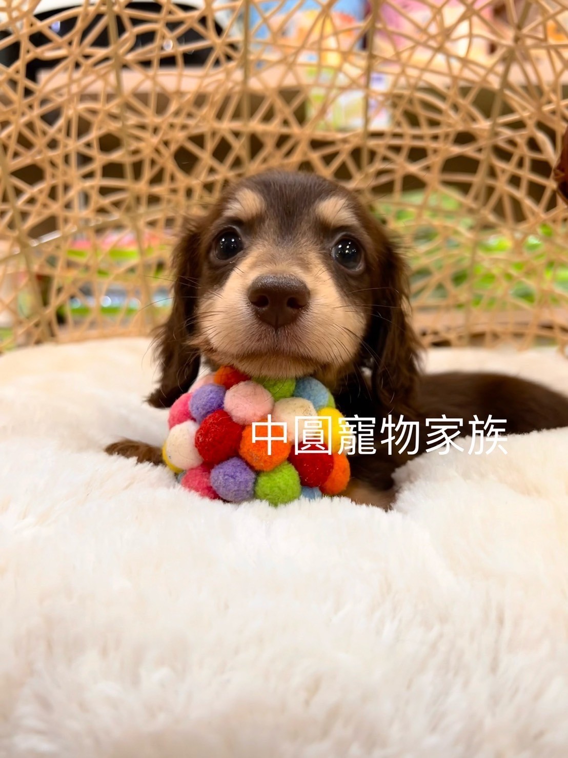 中圓寵物家族／巧奶長毛臘腸