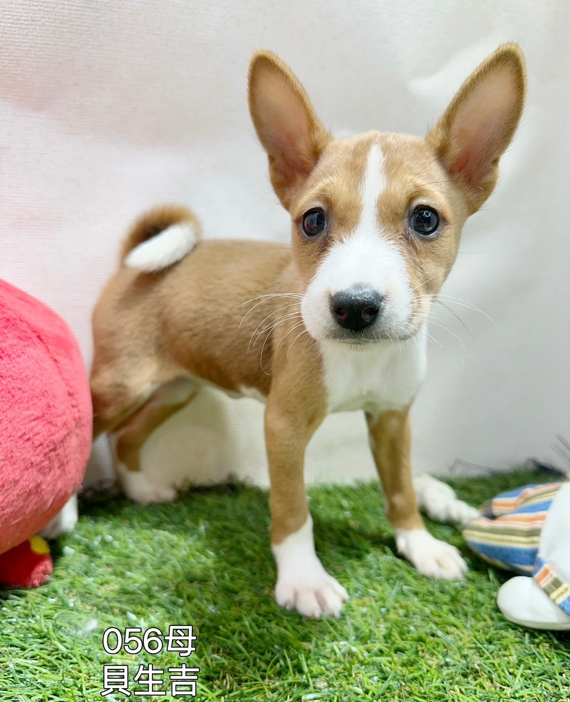 中圓寵物家族／貝生吉犬