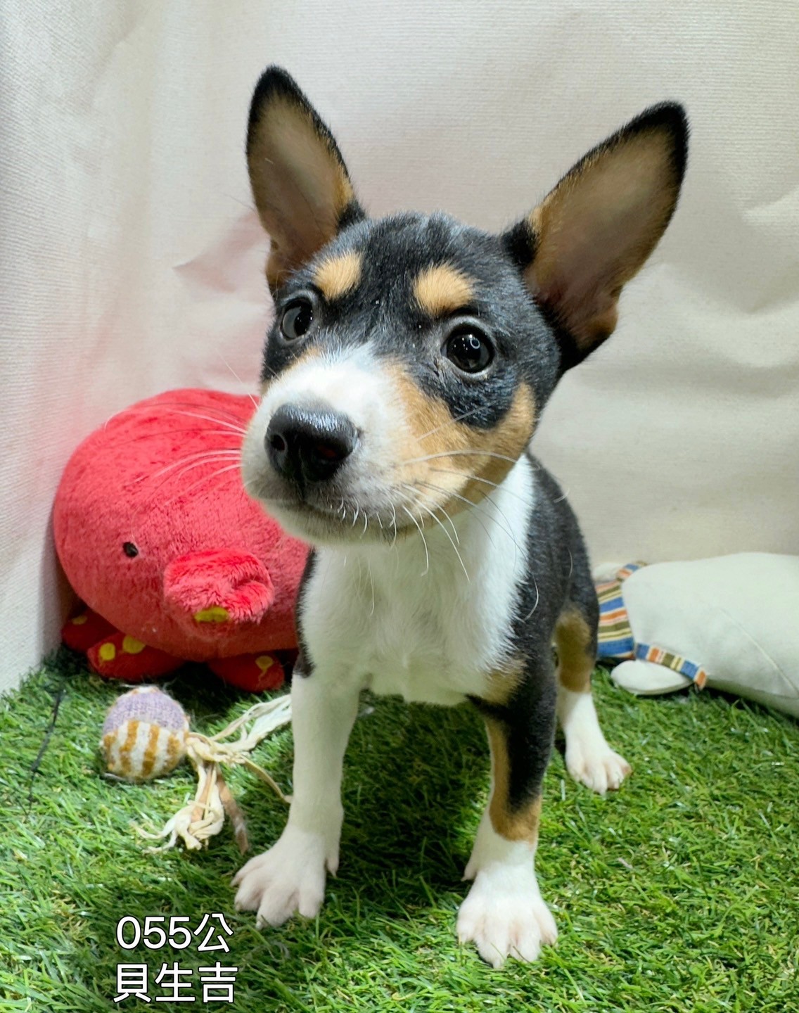 中圓寵物家族／貝生吉犬