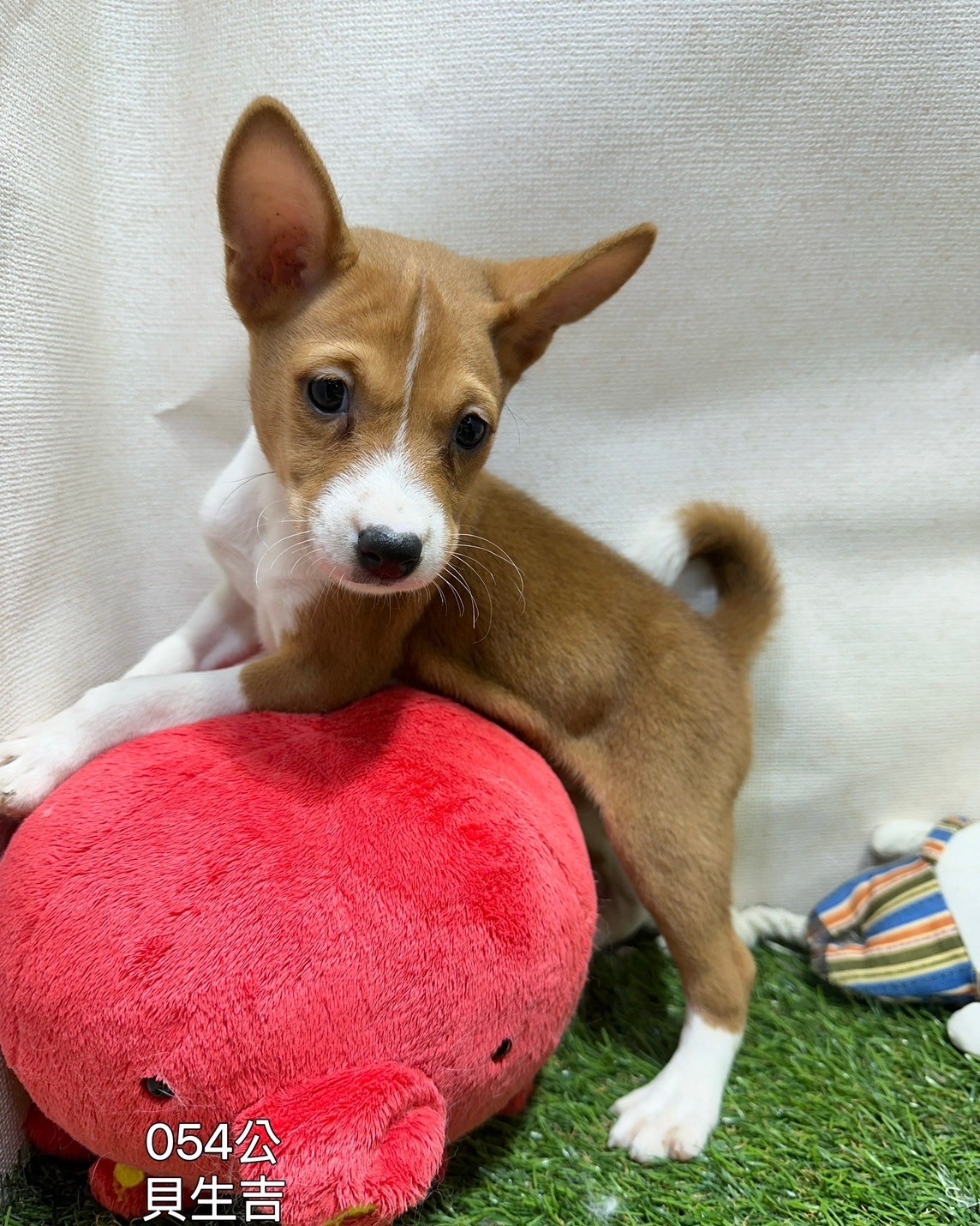 中圓寵物家族／貝生吉犬