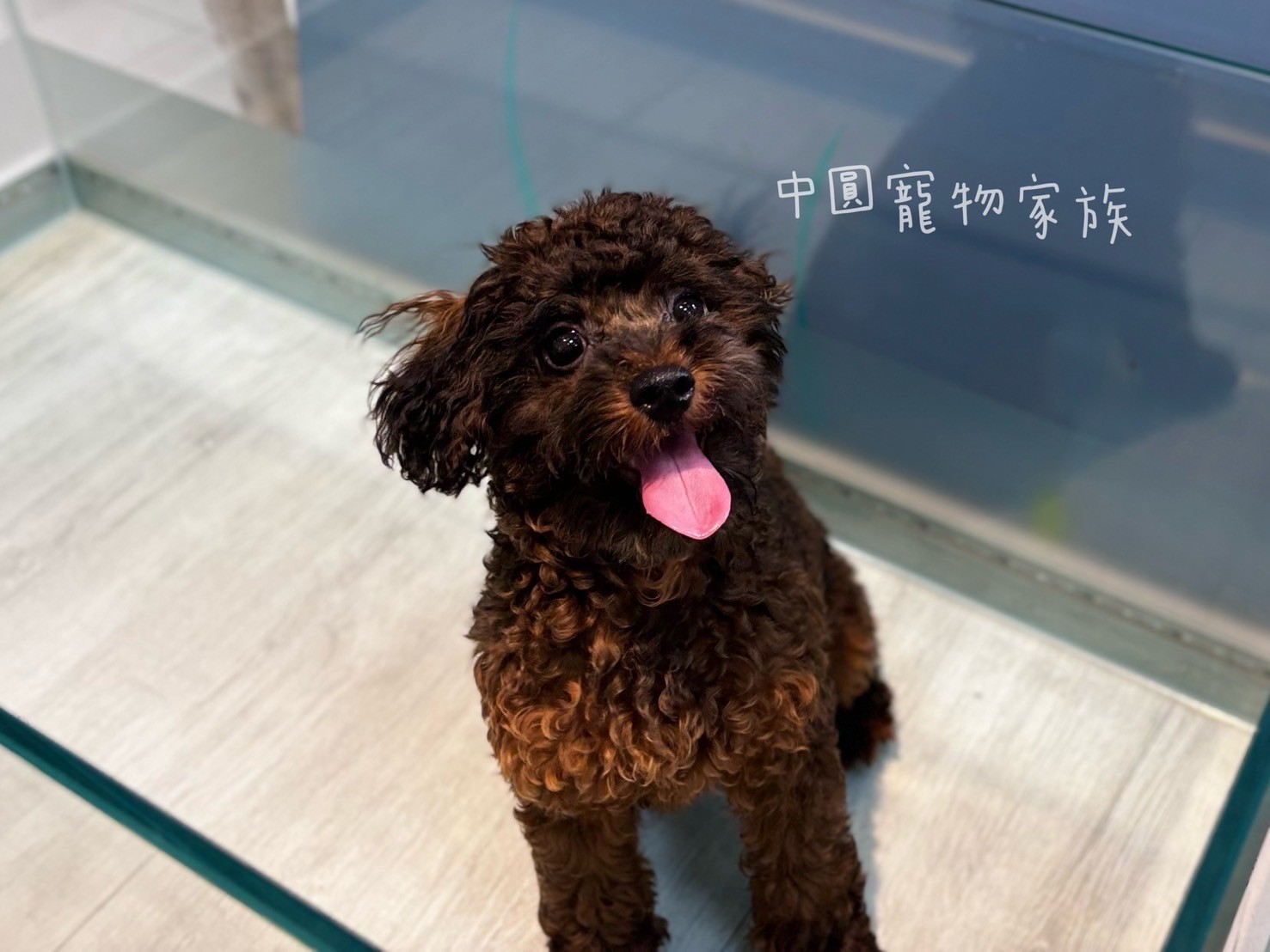 中圓寵物家族／迷你貴賓