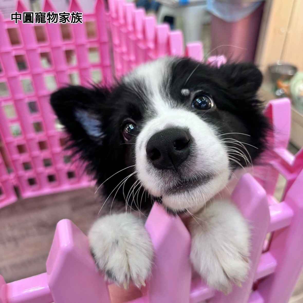 中圓寵物家族／黑白色邊境牧羊犬