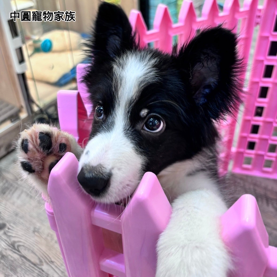 中圓寵物家族／黑白色邊境牧羊犬