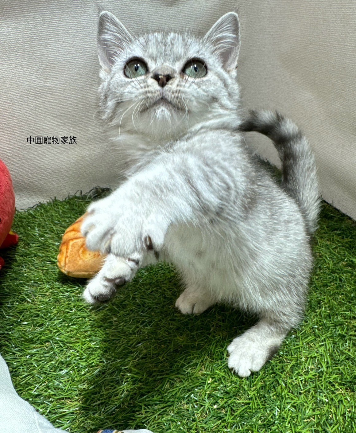 中圓寵物家族／銀白虎斑曼赤肯