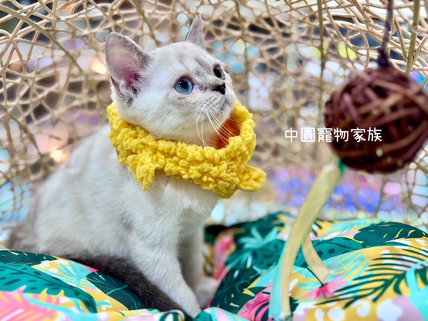 中圓寵物家族／金點色英國短毛貓