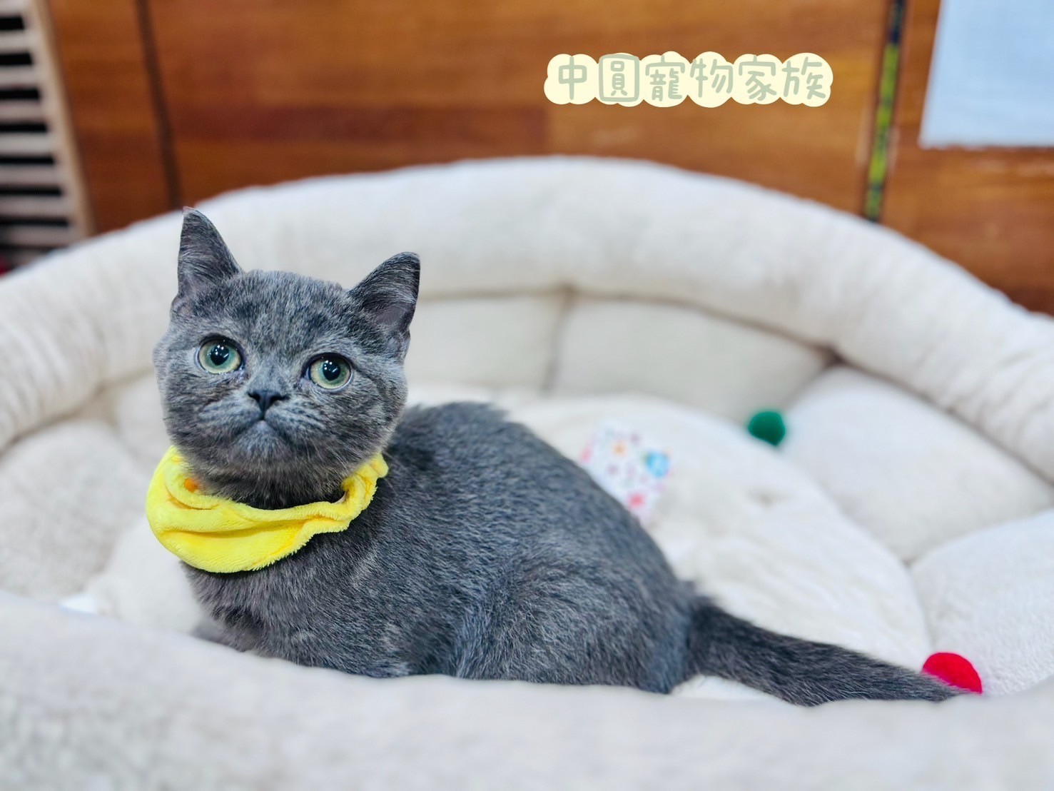 中圓寵物家族／藍色英國短毛貓