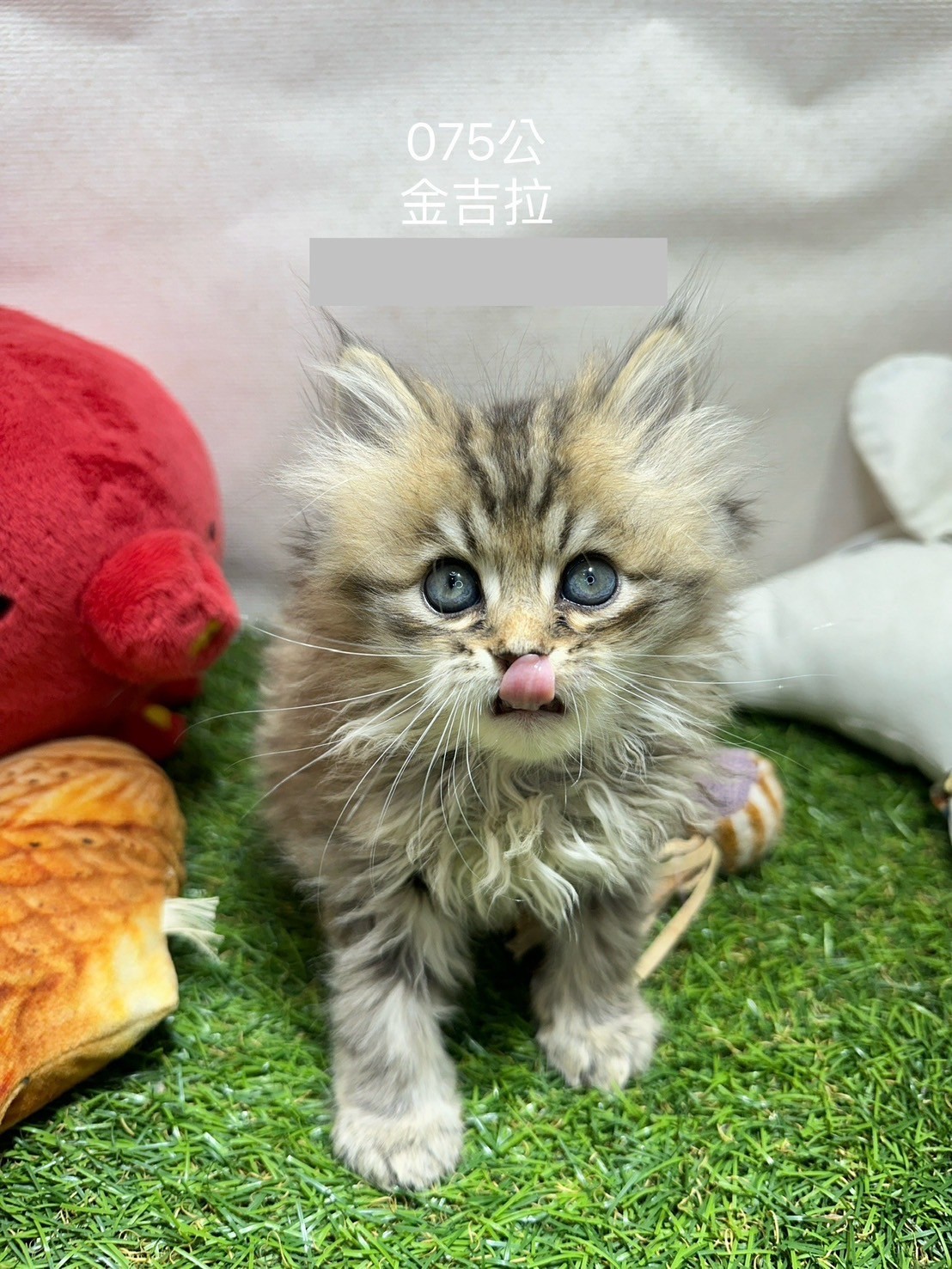 中圓寵物家族／金吉拉