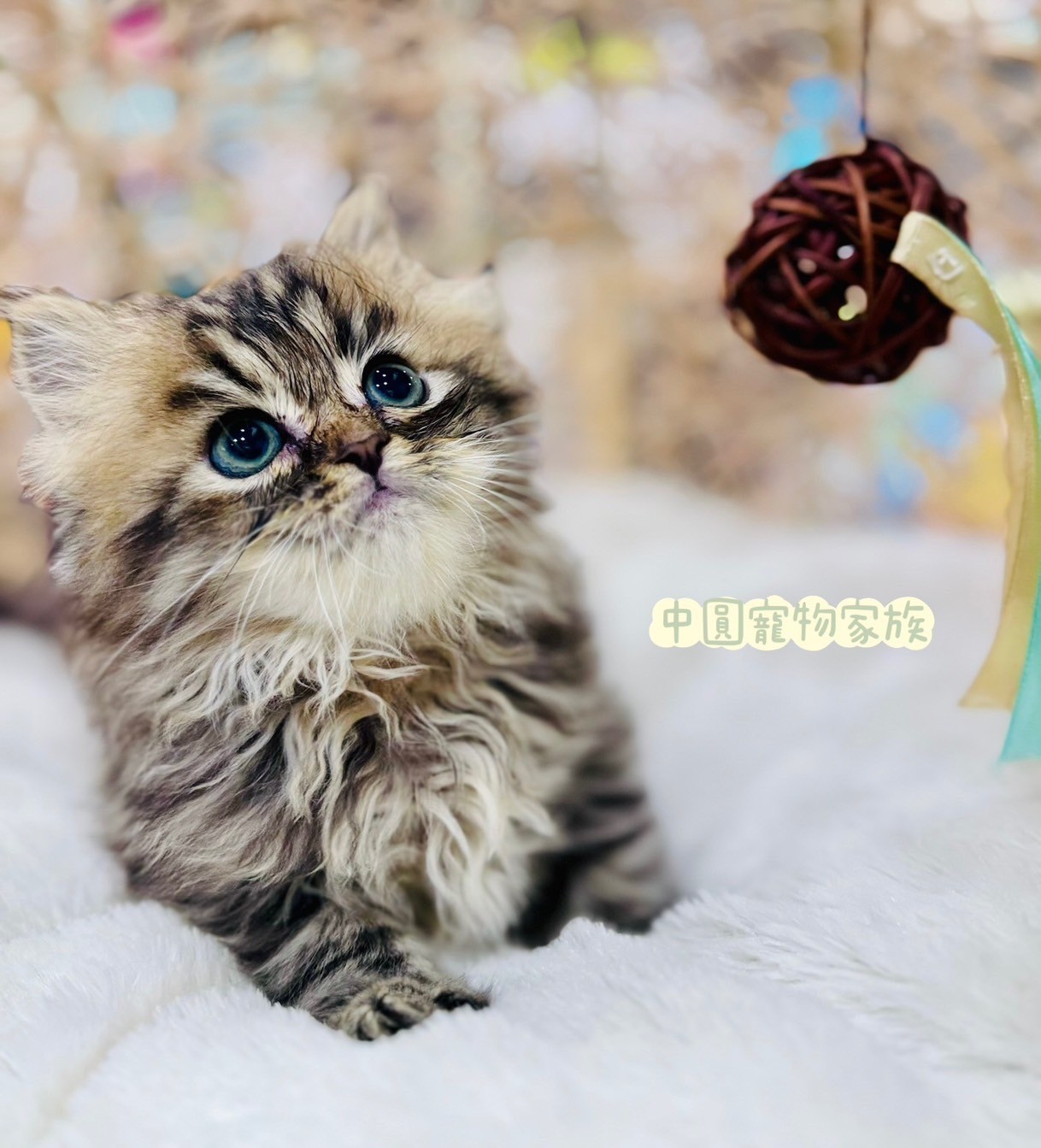 中圓寵物家族／黃金色金吉拉