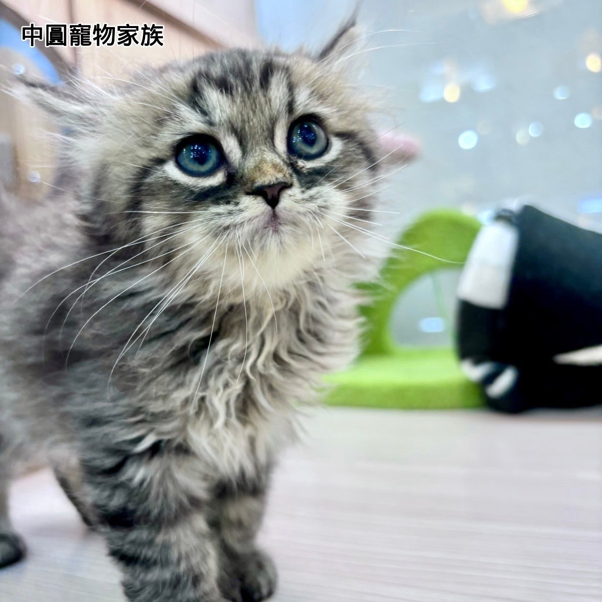 中圓寵物家族／金吉拉
