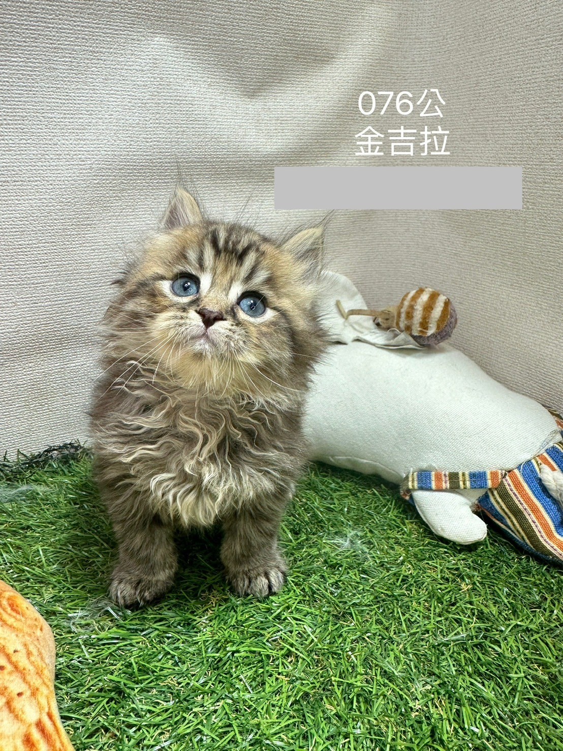 中圓寵物家族／金吉拉