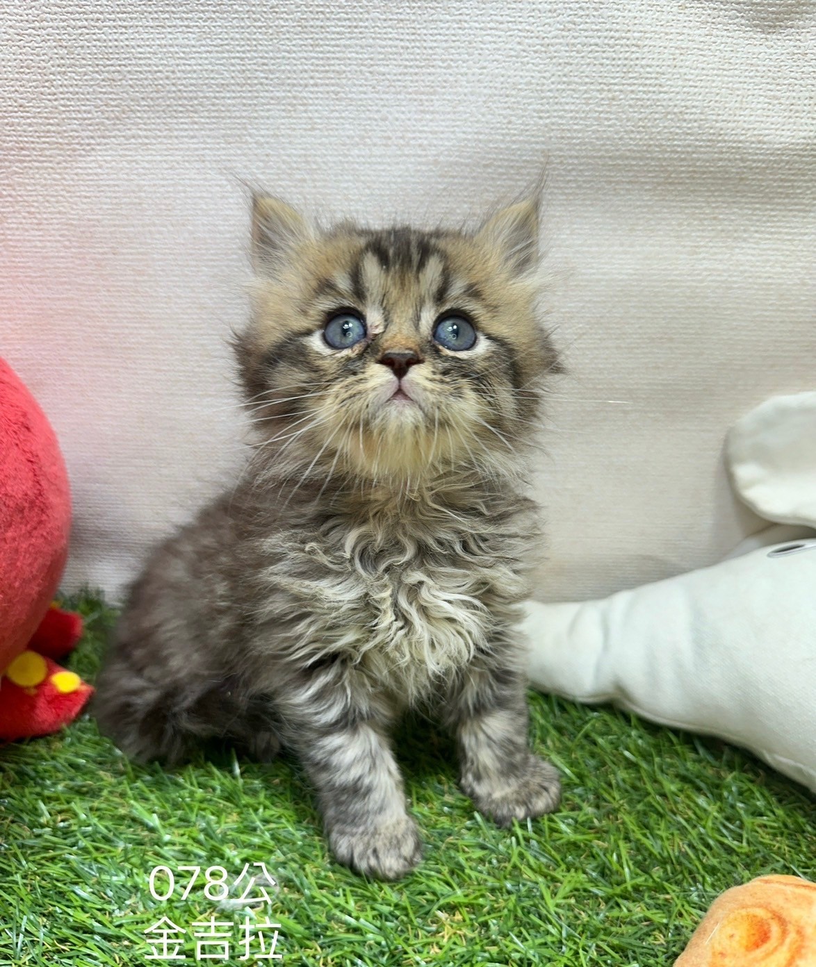 中圓寵物家族／金吉拉