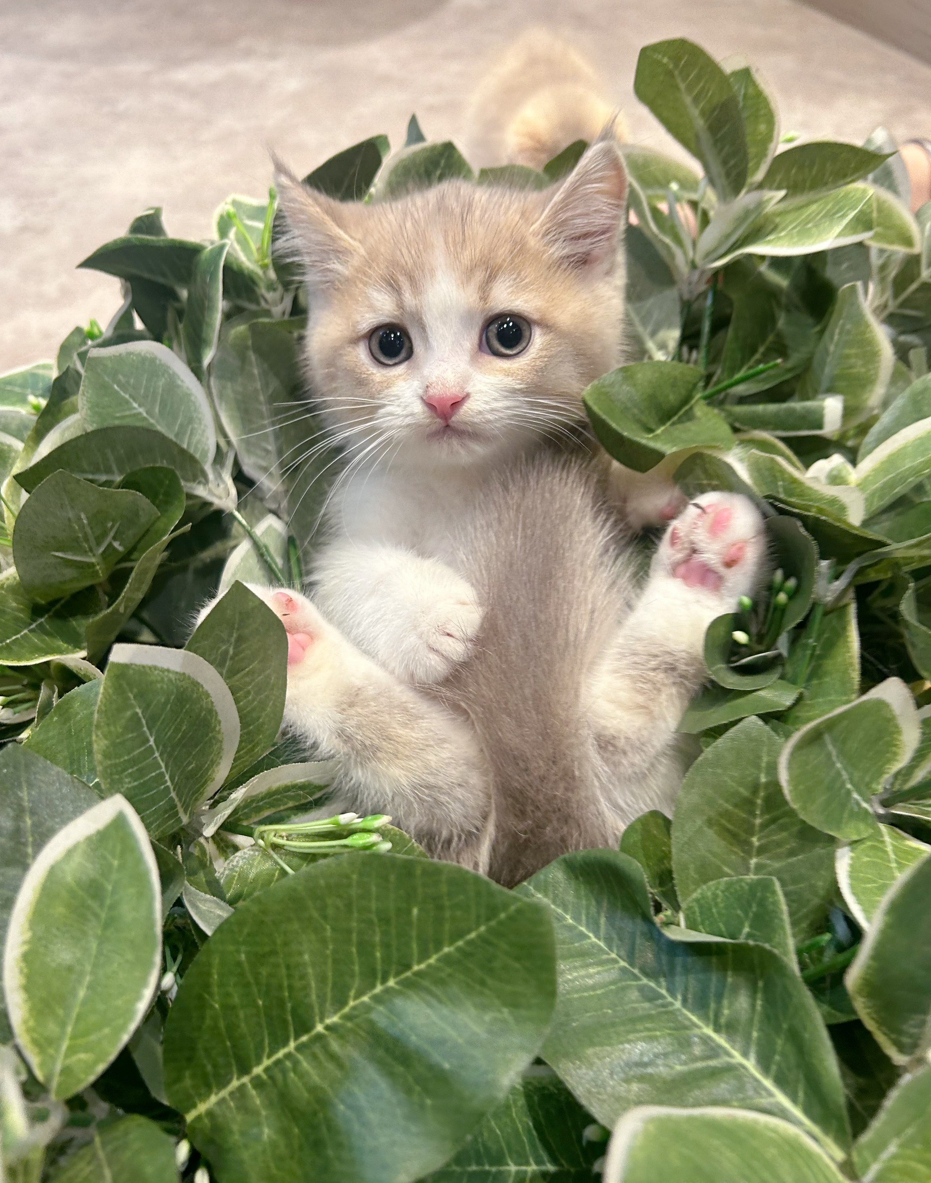 愛神寵物 吉利貓／粉紫金色英國短毛貓