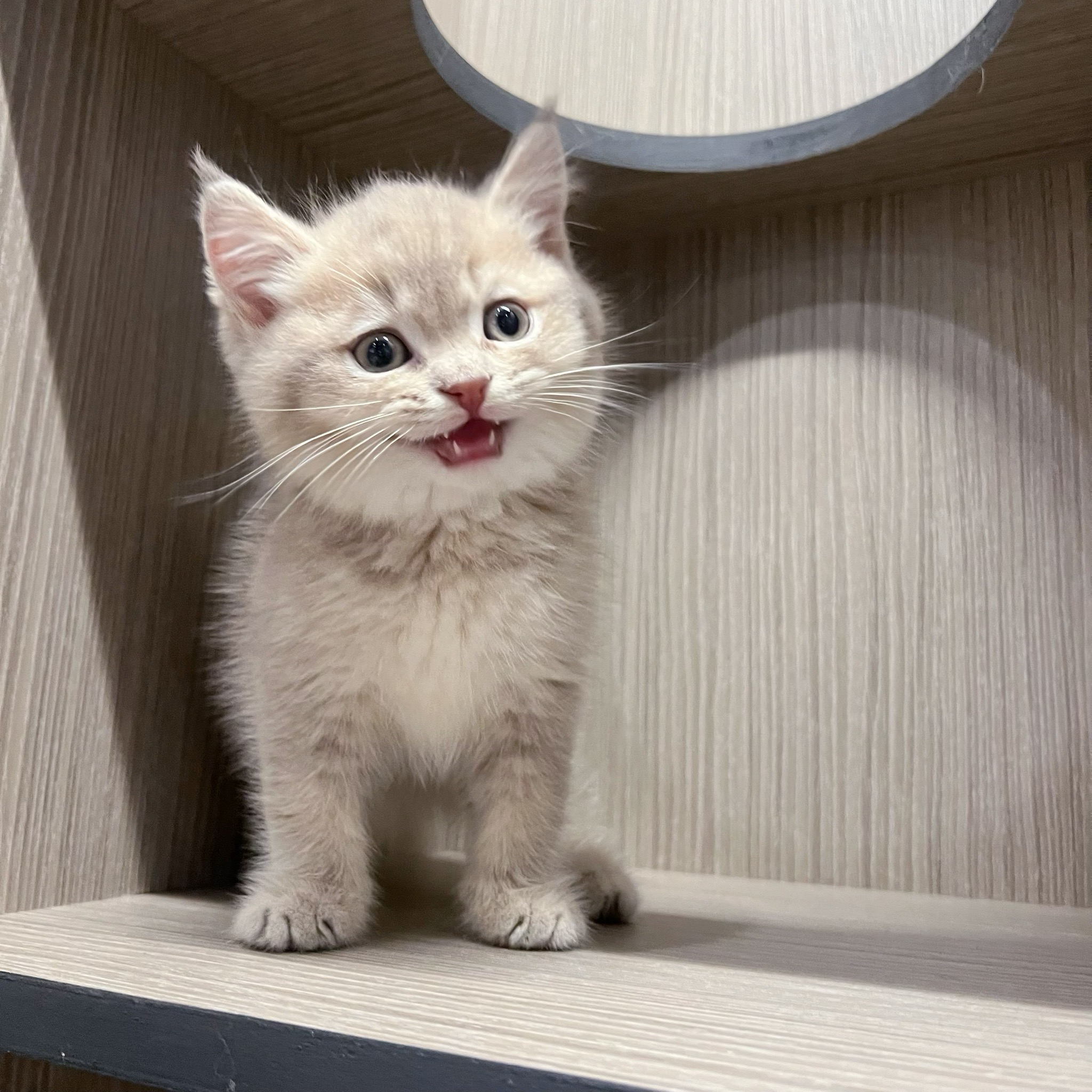 愛神寵物 吉利貓／粉紫金色英國短毛貓