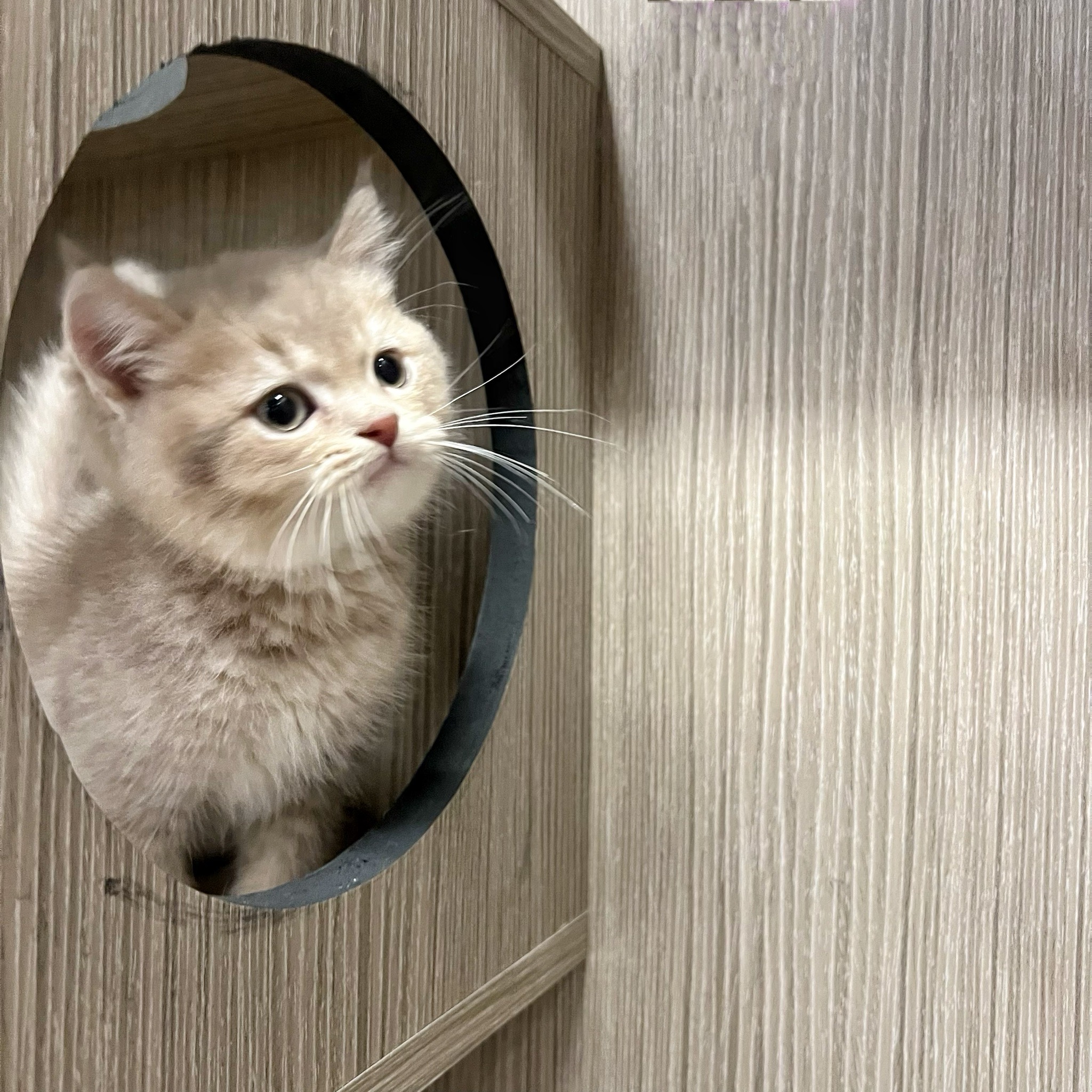 愛神寵物 吉利貓／粉紫金色英國短毛貓