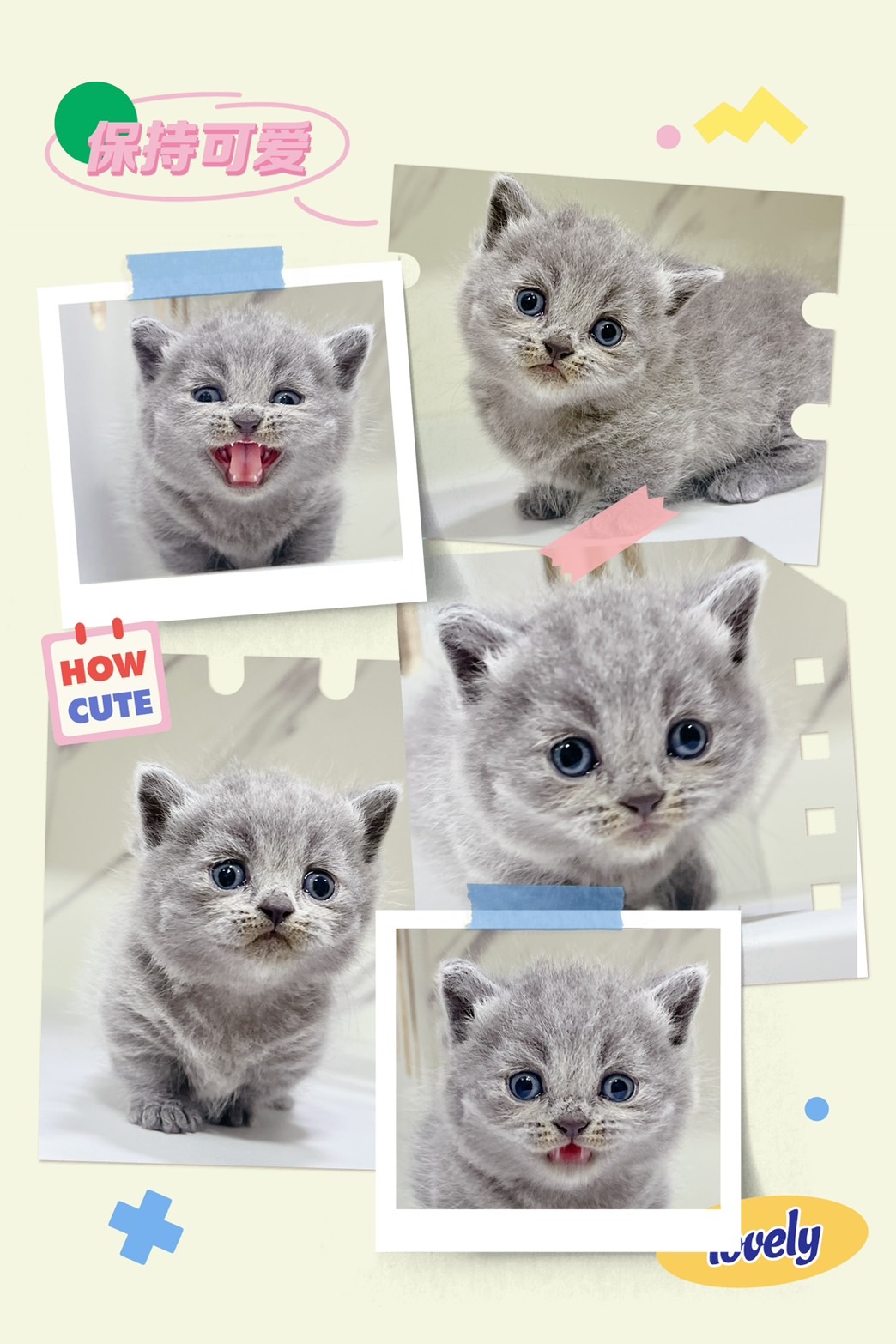 布魯斯貓舍／藍色曼赤肯