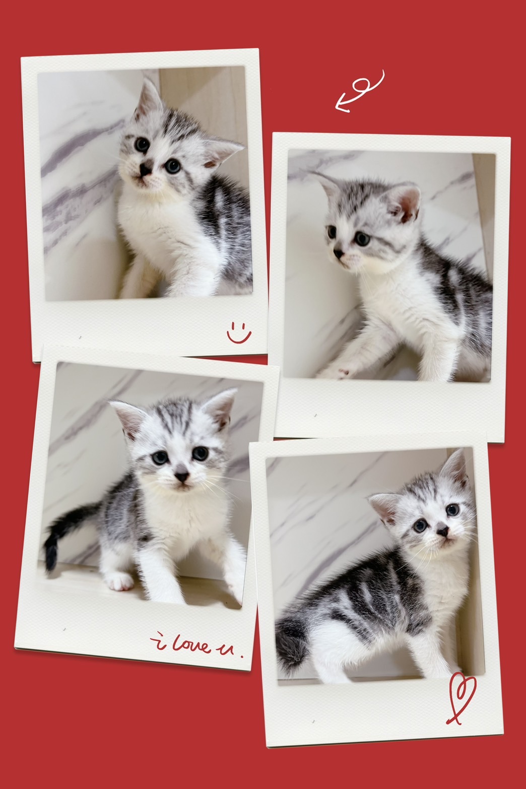 布魯斯貓舍／加白美國短毛貓