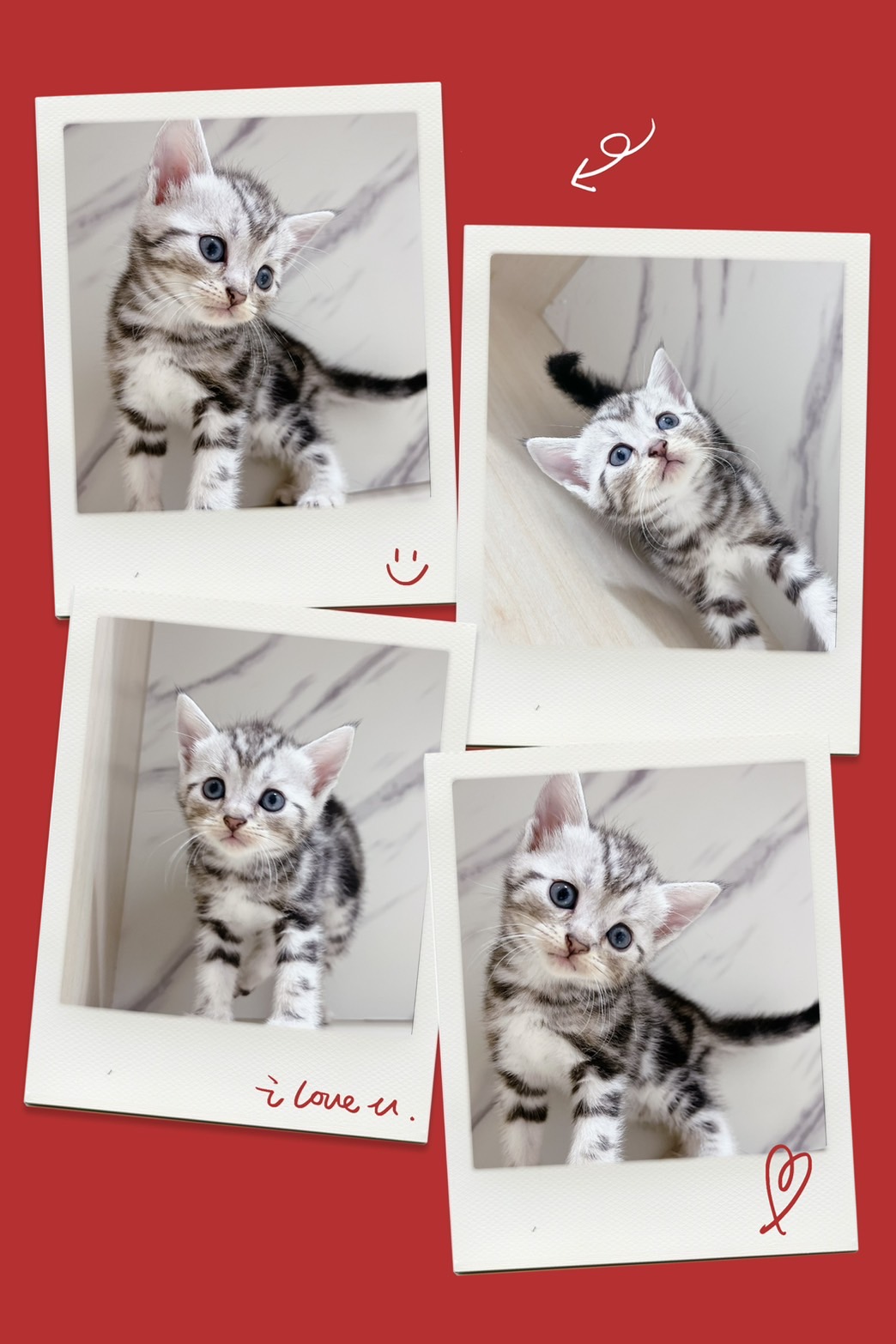 布魯斯貓舍／銀白螺旋紋美國短毛貓