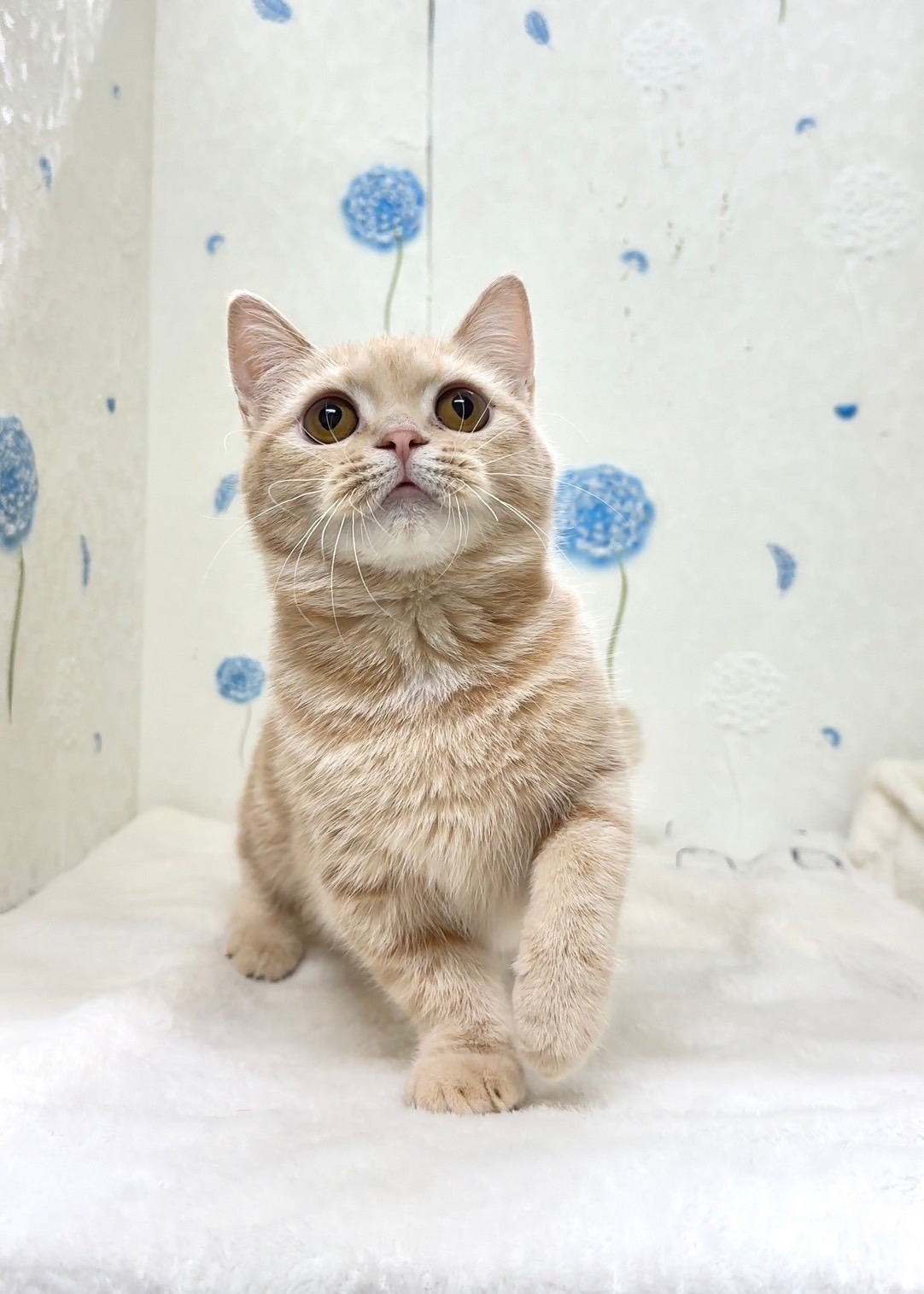 貓咪總動員館／奶油色曼赤肯