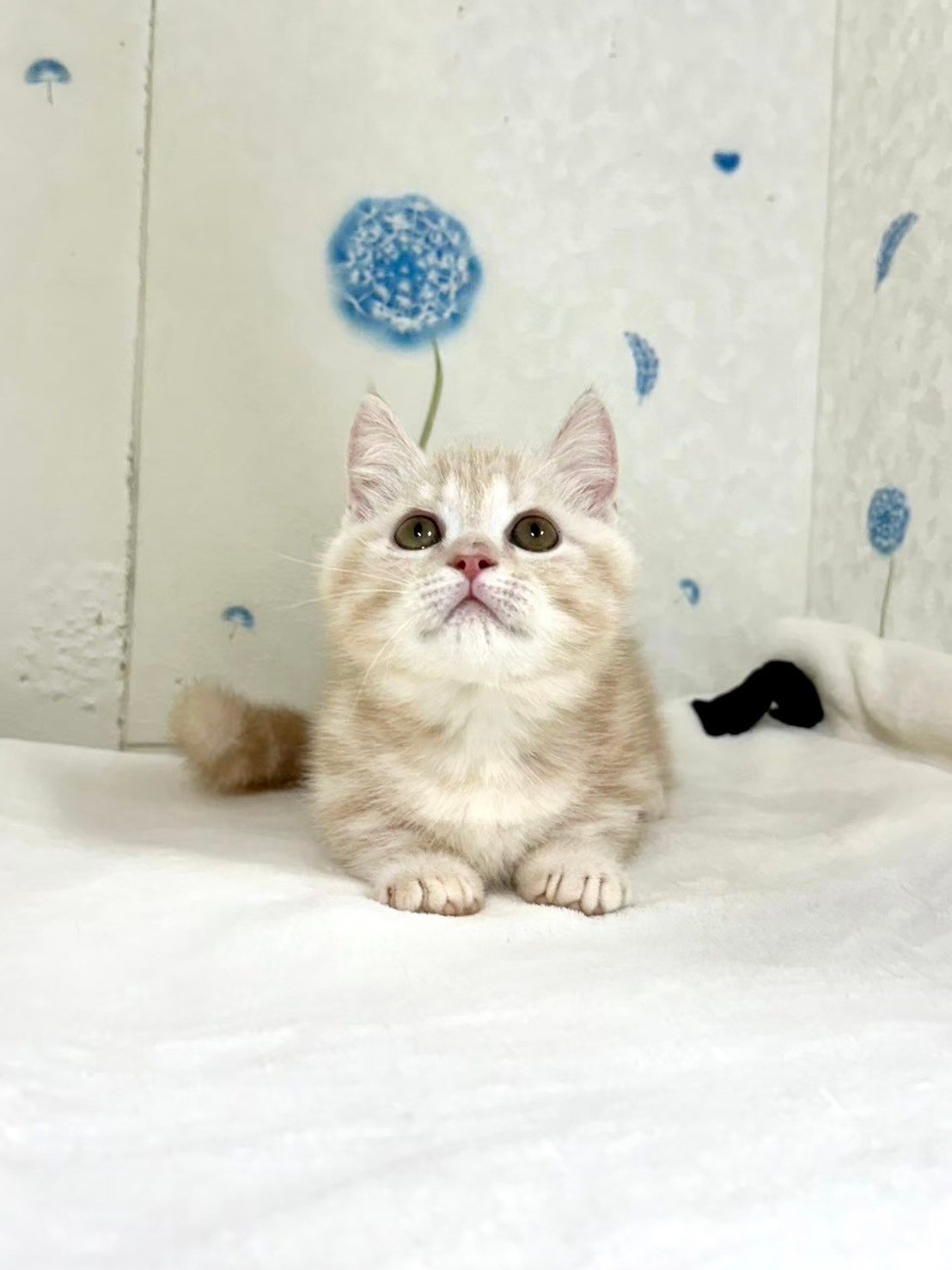 貓咪總動員館／奶橘色曼赤肯