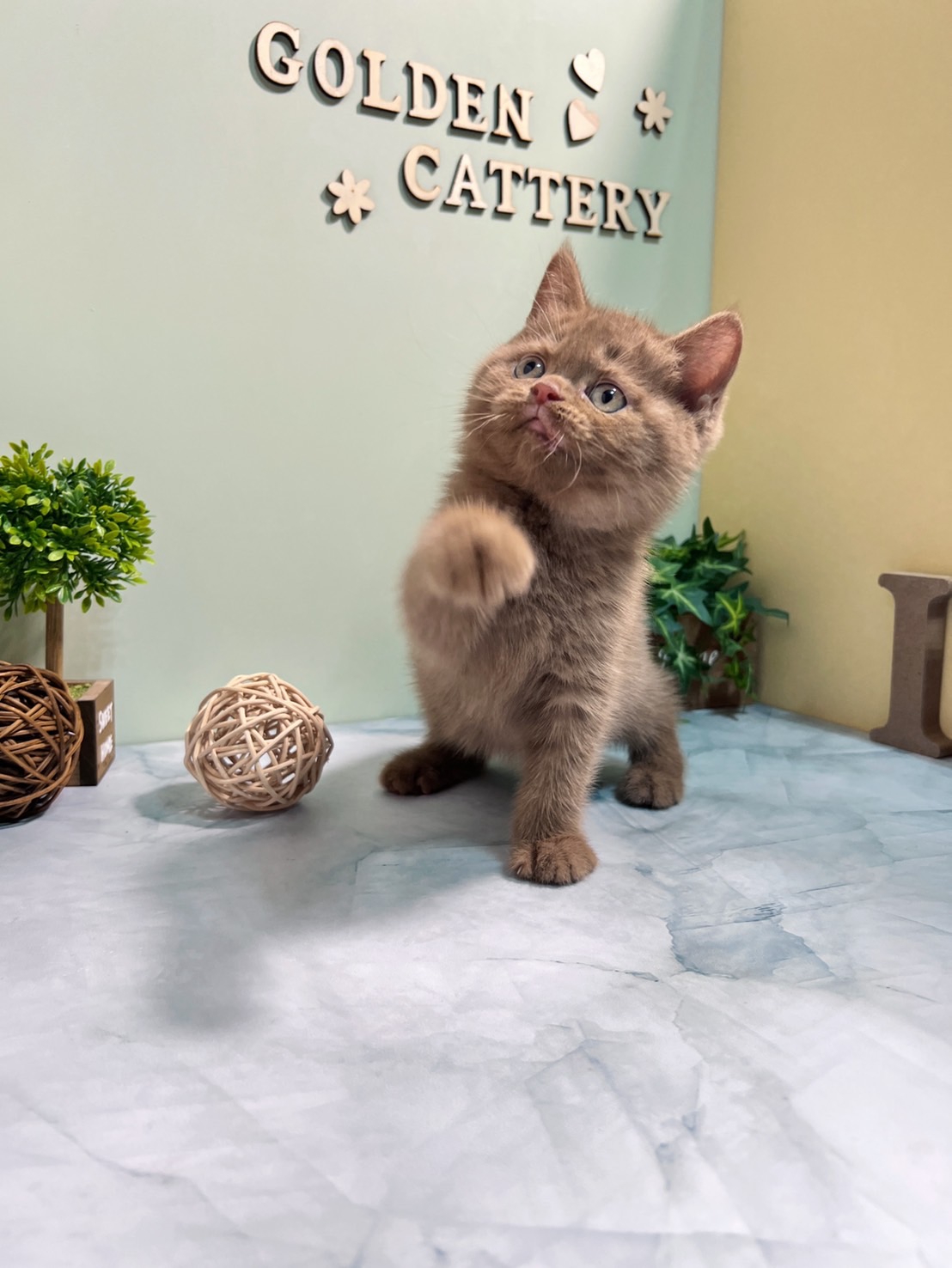 金瑟喵屋／肉桂色英國短毛貓