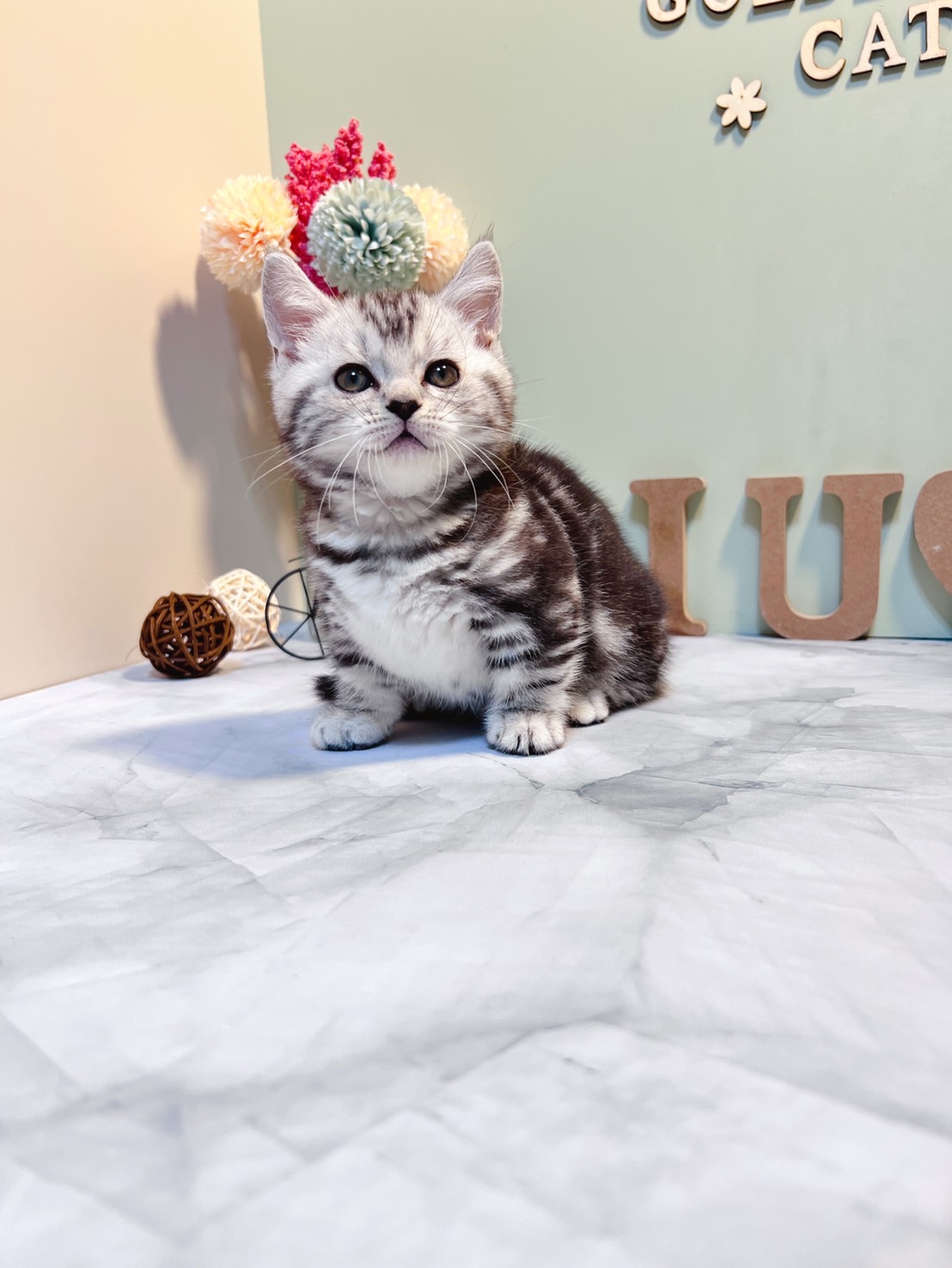 金瑟喵屋／銀白螺旋紋曼赤肯