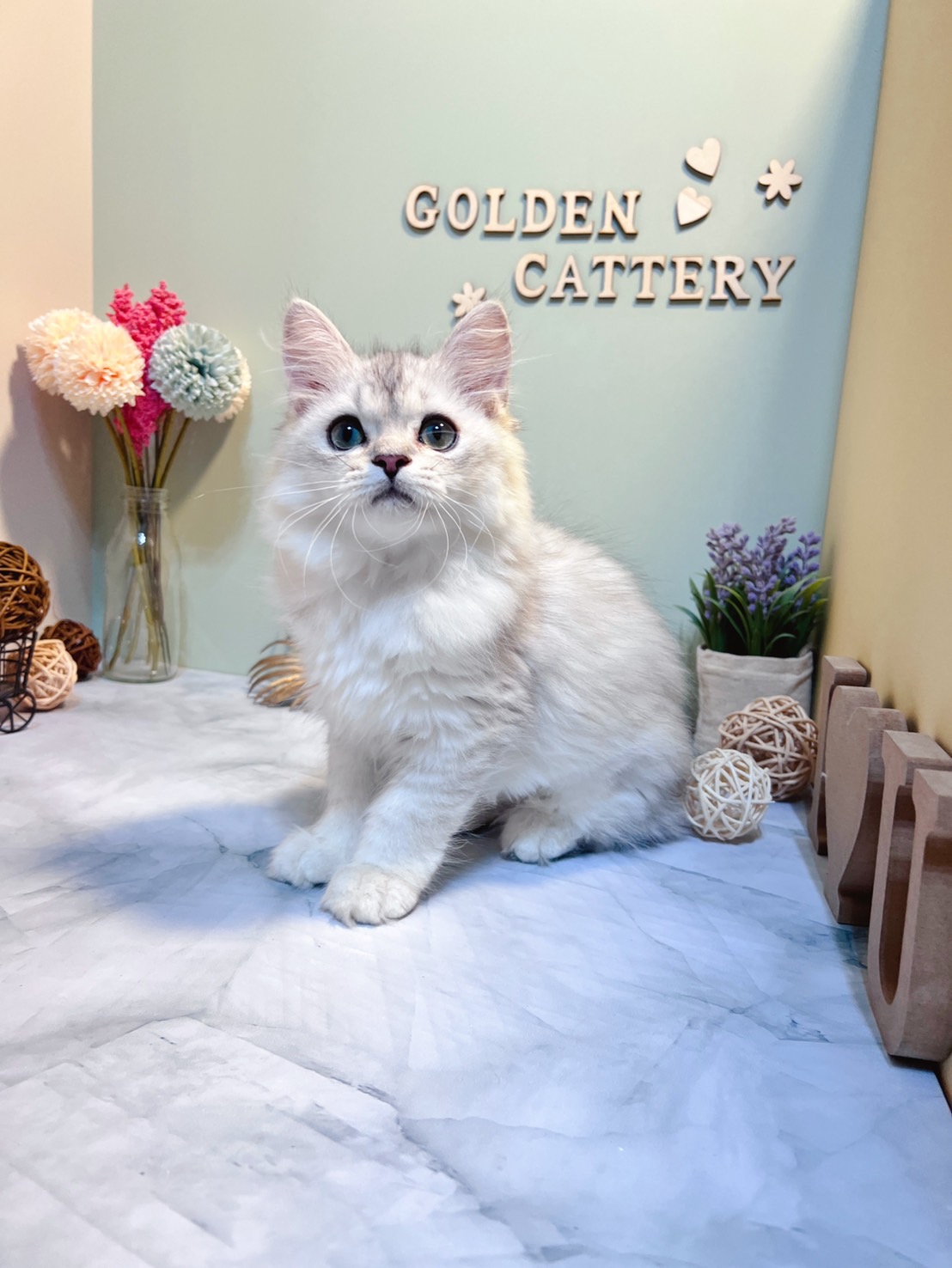 金瑟喵屋／銀白色金吉拉